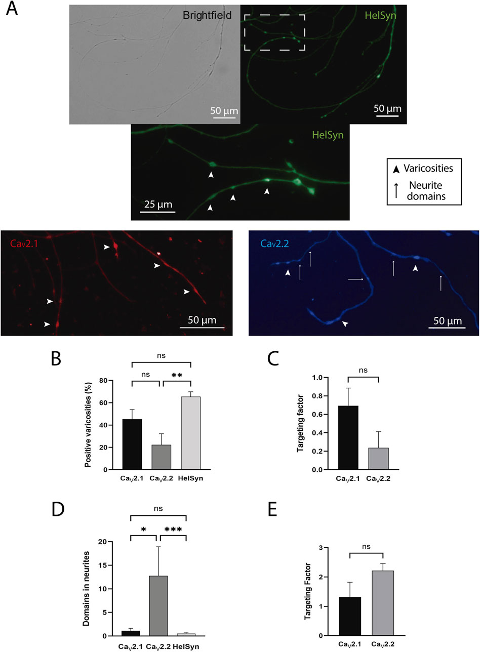 Panel A shows brightfield and fluorescent microscopy images of neurite structures labeled with HelSyn, CaV2.1, and CaV2.2, highlighting varicosities and neurite domains. Panels B to E display bar graphs indicating percentages and targeting factors for CaV2.1, CaV2.2, and HelSyn, with significance levels marked by asterisks and