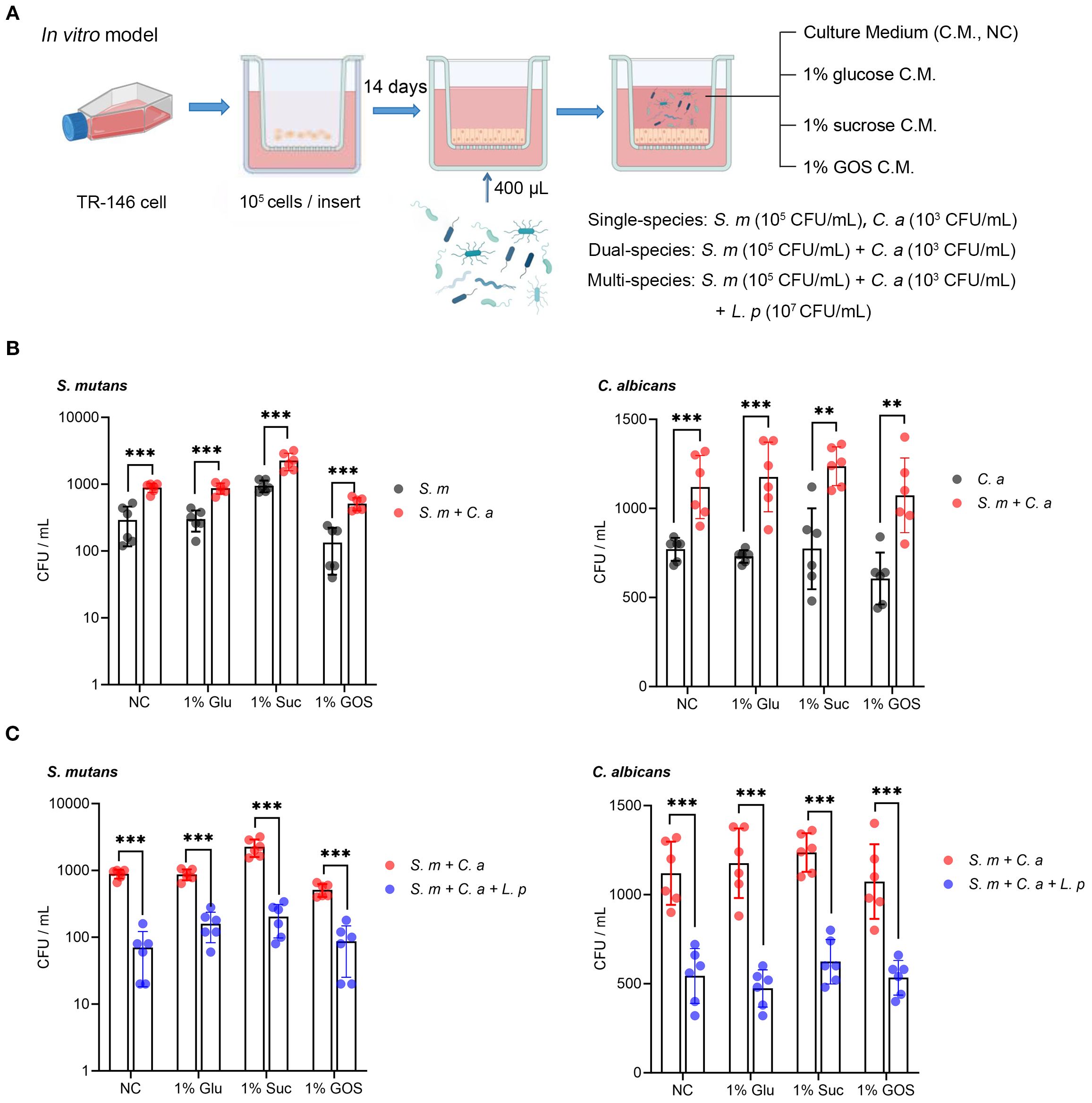 Diagram depicting an in vitro model involving TR-146 cells over 14 days, showing single, dual, and multi-species cultures. Bar graphs display CFU/mL for *S. mutans* and *C. albicans* under different culture mediums (NC, 1% glucose, 1% sucrose, 1% GOS). Graphs compare single-species, dual-species, and multi-species conditions, indicating significant differences (***p<0.001, **p<0.01).