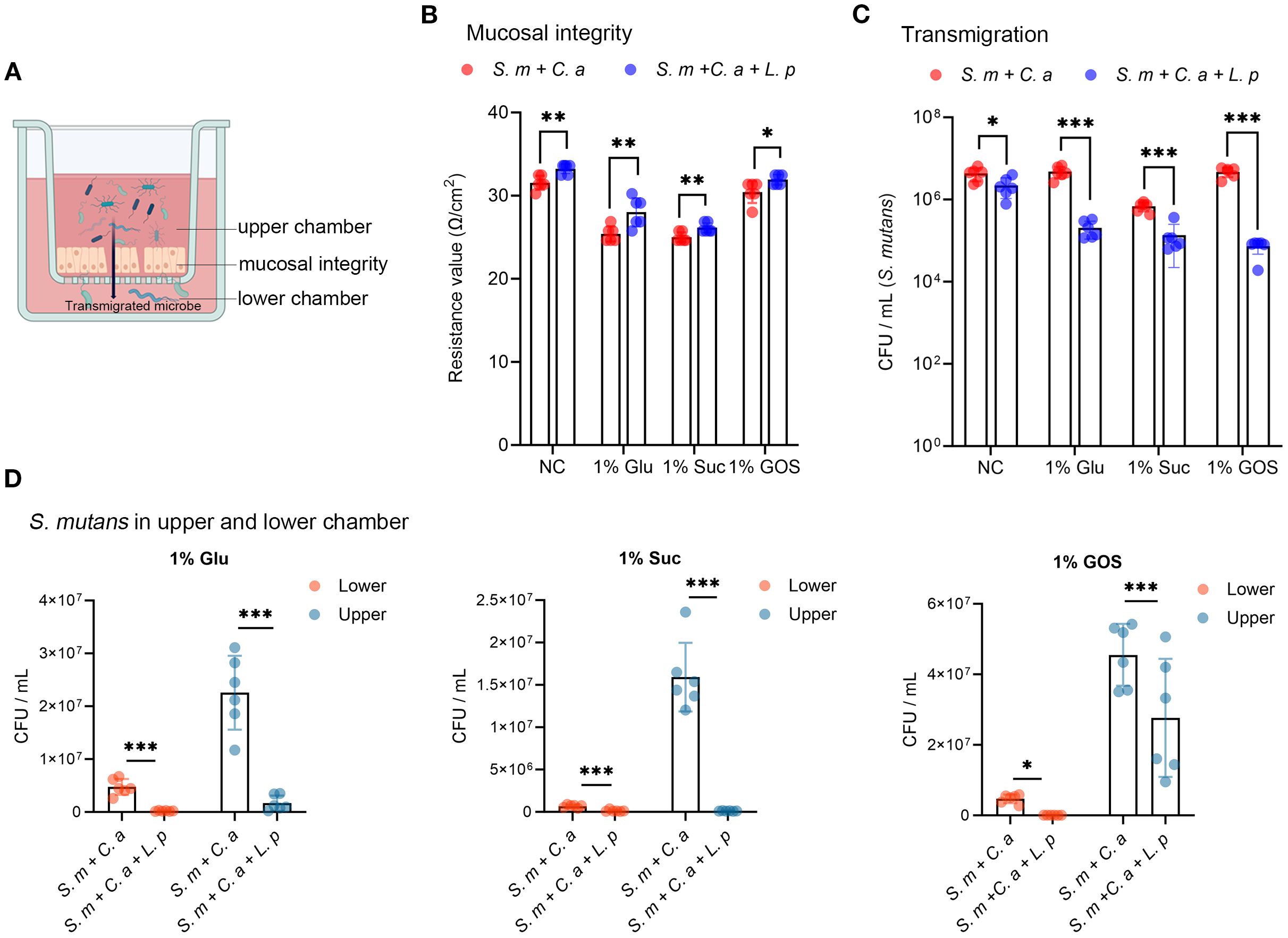 Diagram and charts examining microbial interaction in a transwell setup. Panel A illustrates a transwell system with labeled components: upper chamber, mucosal integrity, lower chamber, and transmigrated microbes. Panel B compares mucosal integrity resistance values for different microbial combinations and sugars: NC, 1% Glu, 1% Suc, 1% GOS. Panel C shows transmigration rates of S. mutans under the same conditions. Panel D presents CFU/mL data for S. mutans in upper and lower chambers across different sugars: Glucose, Sucrose, and GOS, highlighting significant differences. The color-coding is used to differentiate the various groups for clarity.