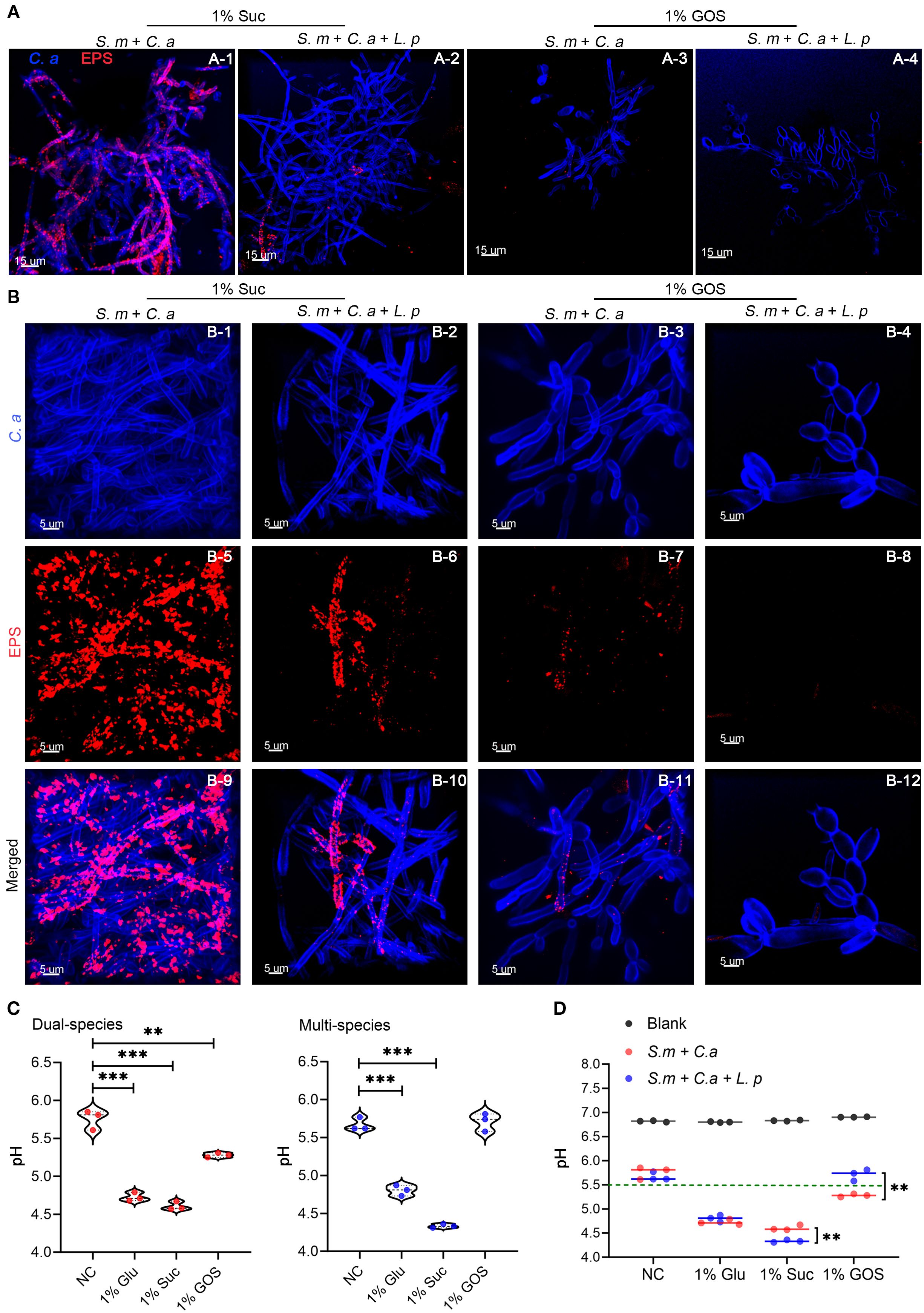 Microscopic images and graphs represent biofilm growth and pH changes in dual and multi-species contexts. Panels A and B show biofilms stained with Calcofluor White and EPS indicators under sucrose and GOS conditions. Panels C and D feature graphs of pH levels, comparing dual and multi-species under various conditions. The images illustrate complex microbial interactions, while the graphs highlight significant pH variations across different substrate treatments.