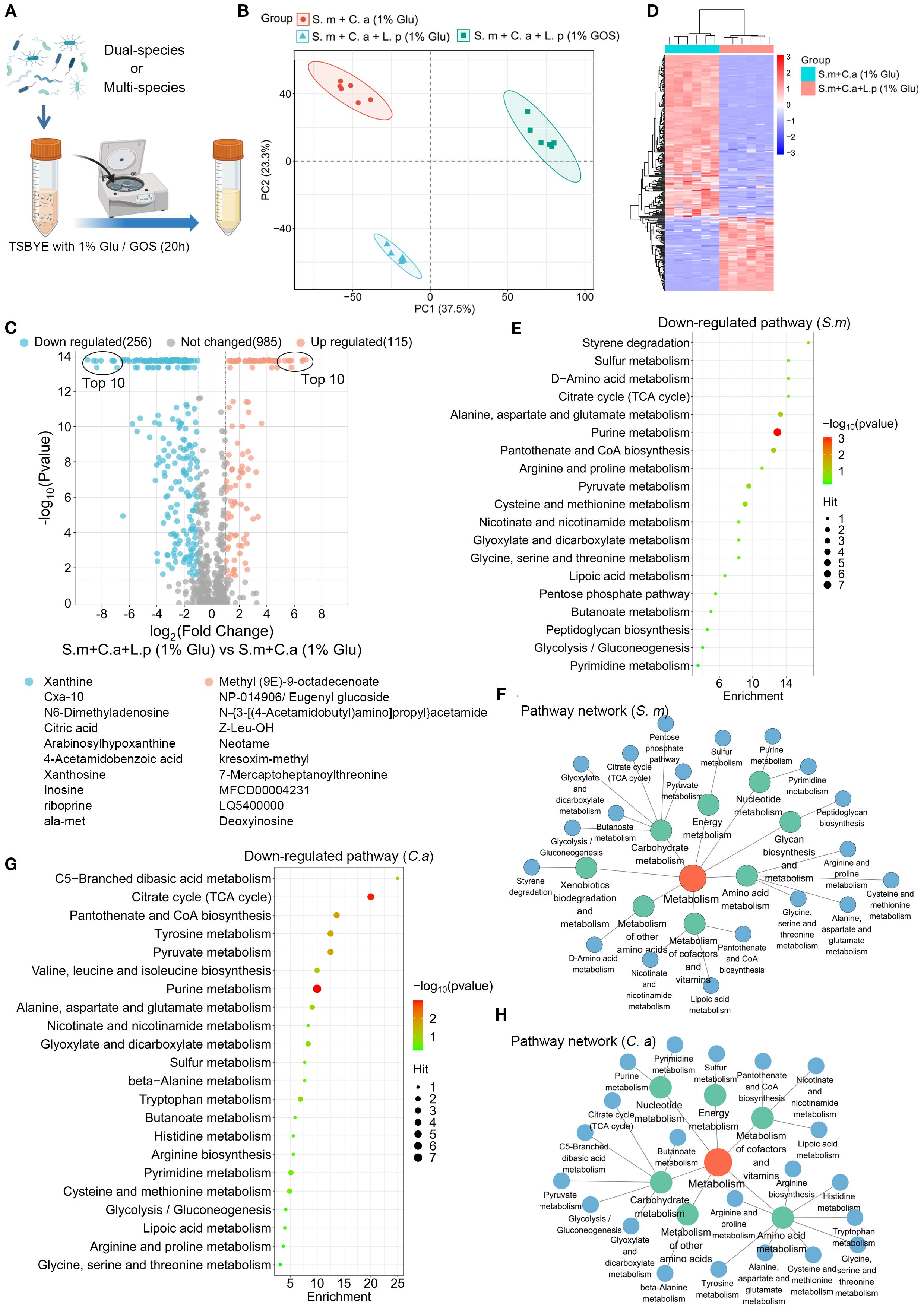 An infographic showing experimental design, PCA plots, and data visualizations about metabolic pathways in microbiome research. Panel A depicts dual and multi-species experiments. Panel B shows a PCA plot comparing different groups. Panel C presents a volcano plot highlighting significant changes in metabolites. Panel D is a heatmap indicating metabolite levels. Panels E and G list down-regulated pathways, with pathways like citrate cycle and purine metabolism. Panels F and H depict pathway networks for two different species, illustrating connections between various metabolic processes in colored nodes.