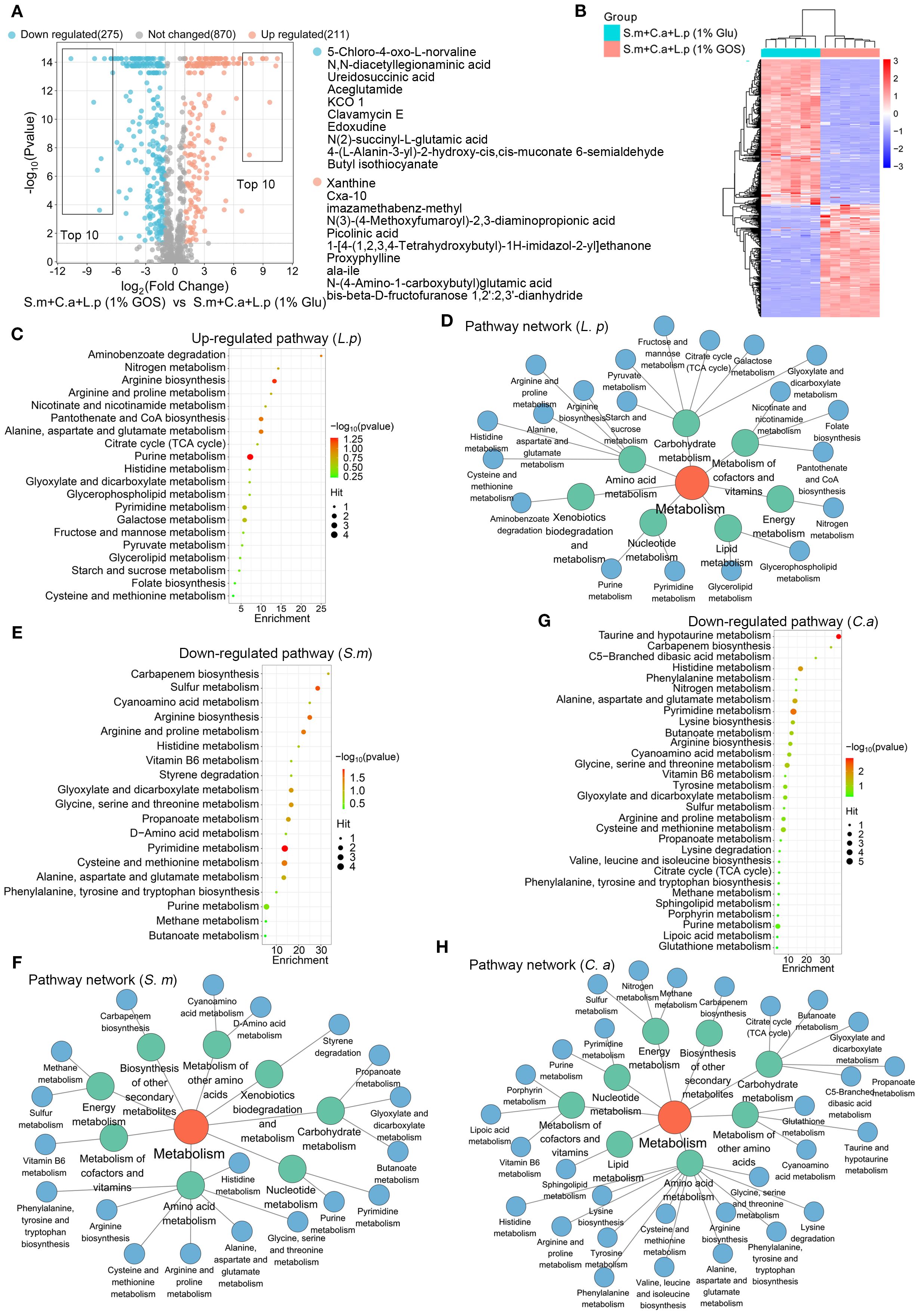 Composite image showing metabolic and pathway analyses: A) Volcano plot illustrating changes in metabolite levels with top 10 highlighted. B) Heat map showing clustering of groups based on metabolite profiles. C, E, G) Dot plots indicating pathway enrichment, with size representing hits and color indicating significance. D, F, H) Network diagrams of metabolic pathways with central nodes for metabolism connecting various pathways. Groups include up-regulated in L.p, down-regulated in S.m, and C.a. Each part visualizes distinct metabolic alterations in different conditions, highlighting significant metabolic pathways and changes.