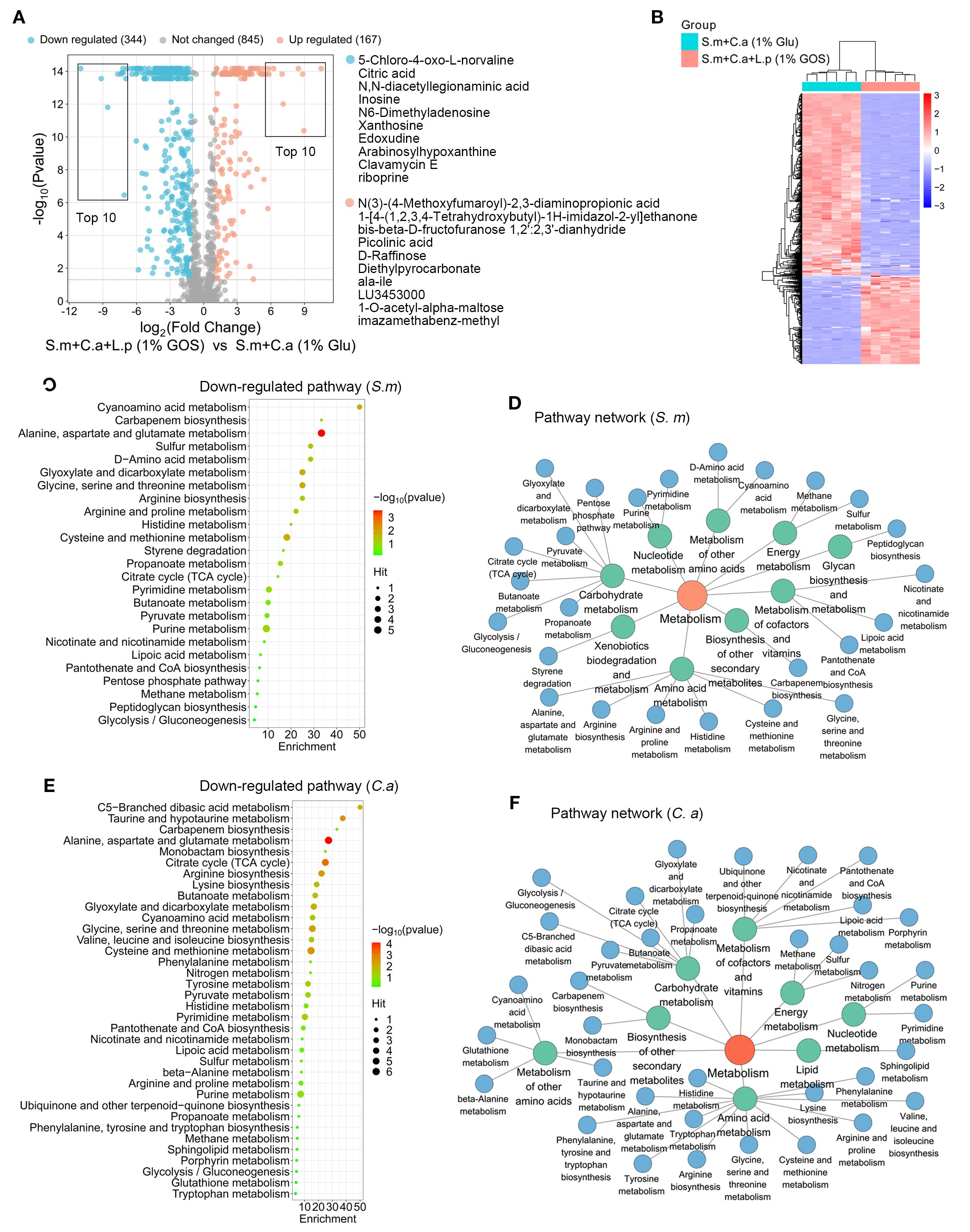 Analysis of metabolic pathways in two experimental conditions is presented. Panel A shows a volcano plot of log fold change versus negative log P-values, highlighting top regulated metabolites. Panel B features a heatmap of group comparisons. Panels C and E illustrate down-regulated pathways for groups S.m and C.a, respectively, with color coding for P-values and enrichment scores. Panels D and F depict pathway networks for S.m and C.a.