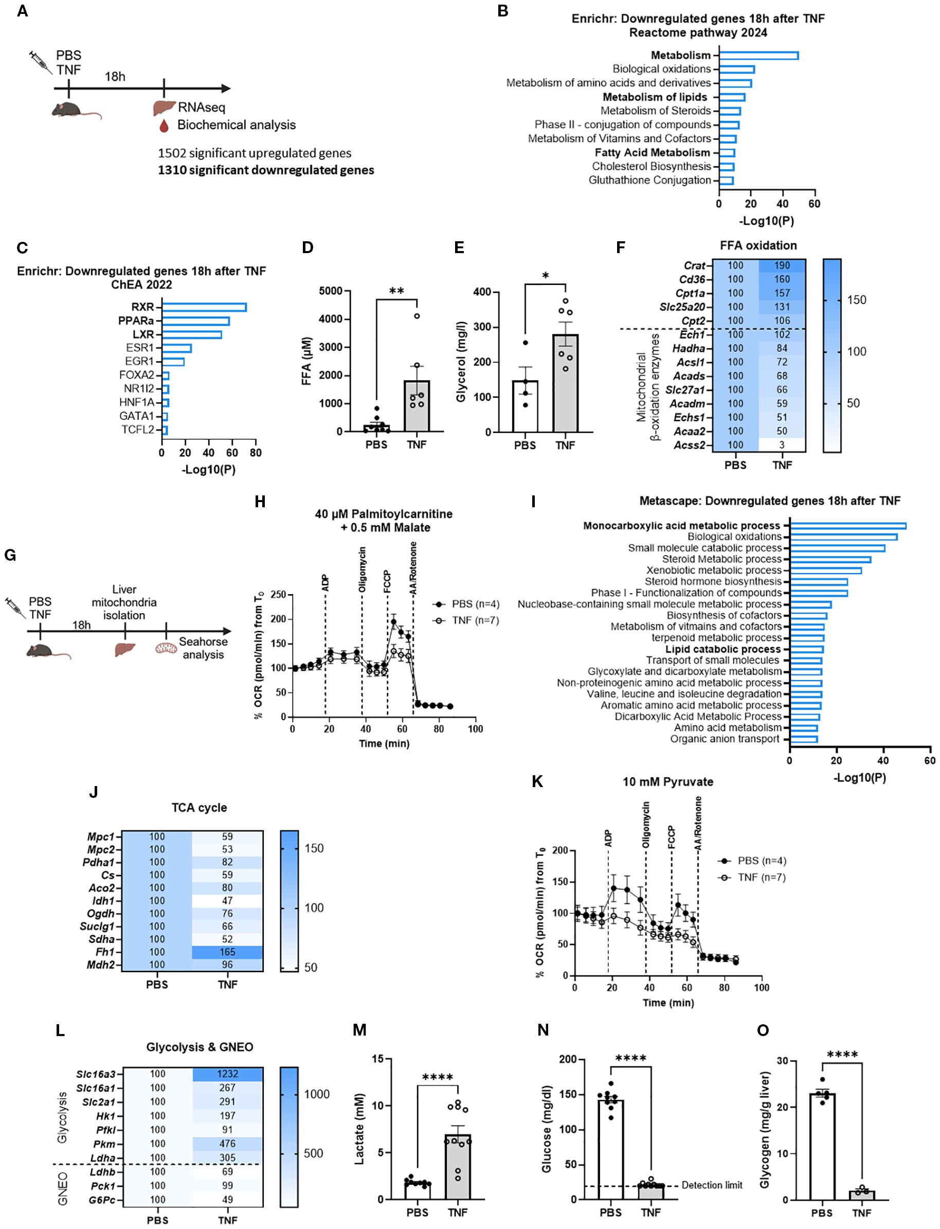 Panel A shows a study design where mice are treated with PBS or TNF, and liver samples are taken for RNA sequencing after eighteen hours. Panels B, C, and I display bar charts of downregulated gene pathways post-TNF treatment, highlighting metabolism and gene regulation. Panels D, E, M, and N show bar graphs comparing concentrations of free fatty acids, glycerol, lactate, and glucose between PBS and TNF groups, indicating significant changes. Panel F is a heatmap displaying fatty acid oxidation genes. Panels G and H show the experimental setup and a graph of mitochondrial function over time. Panels J and L show heatmaps of TCA cycle and glycolysis-related genes. Panel K shows a graph of cell respiration after pyruvate treatment. Panel O is a bar graph of liver glycogen levels.