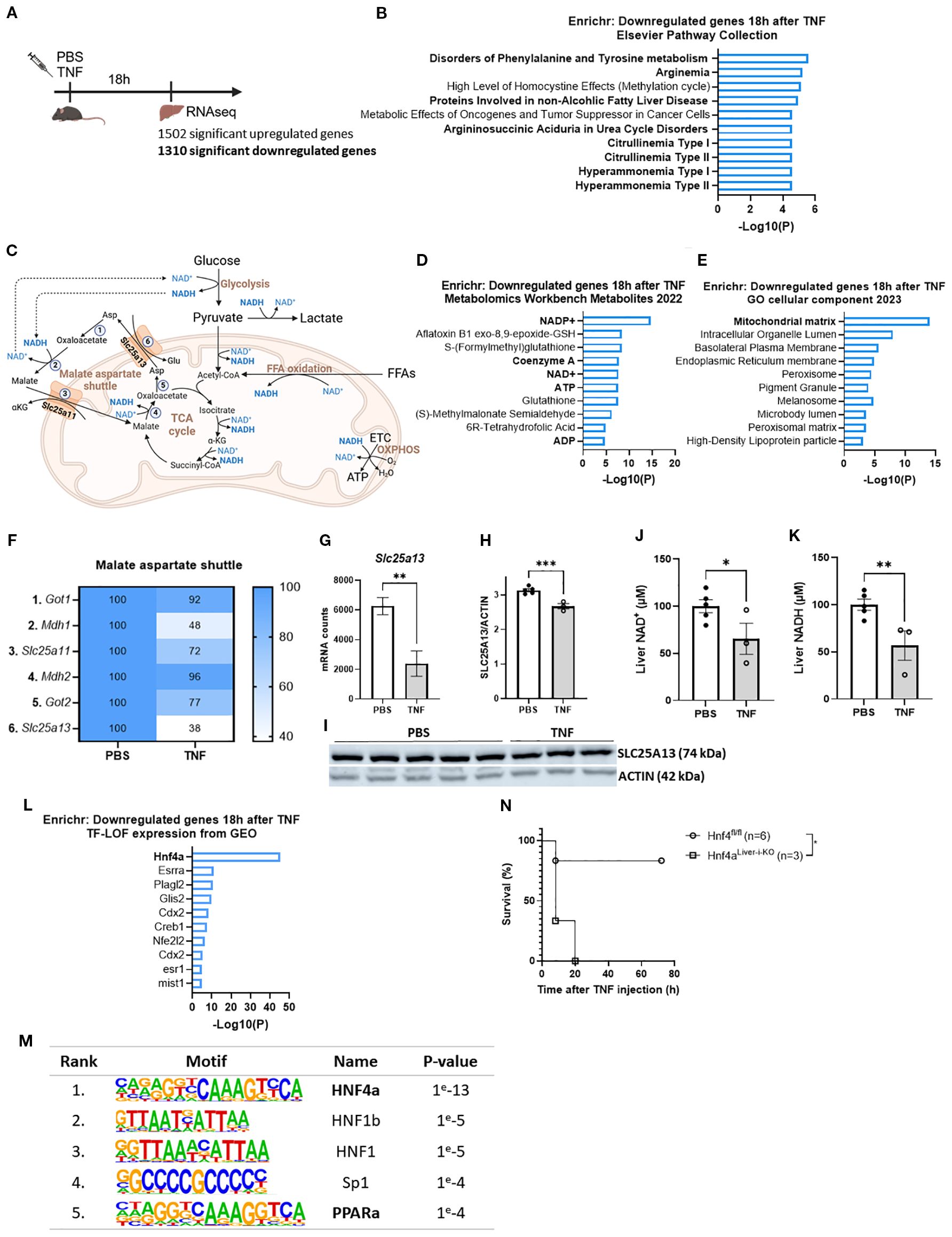 Scientific diagram depicting various results of a study on gene expression and metabolic processes 18 hours after TNF treatment. Panels A to N include RNA sequencing data, pathway analyses, metabolic pathway illustrations, gene expression charts, protein expression Western blots, and survival curves. Key components highlighted include significant upregulated and downregulated genes, metabolic pathways like the malate-aspartate shuttle, and transcription factor motifs. Statistical significance, gene identifiers, and p-values are included across various diagrams.