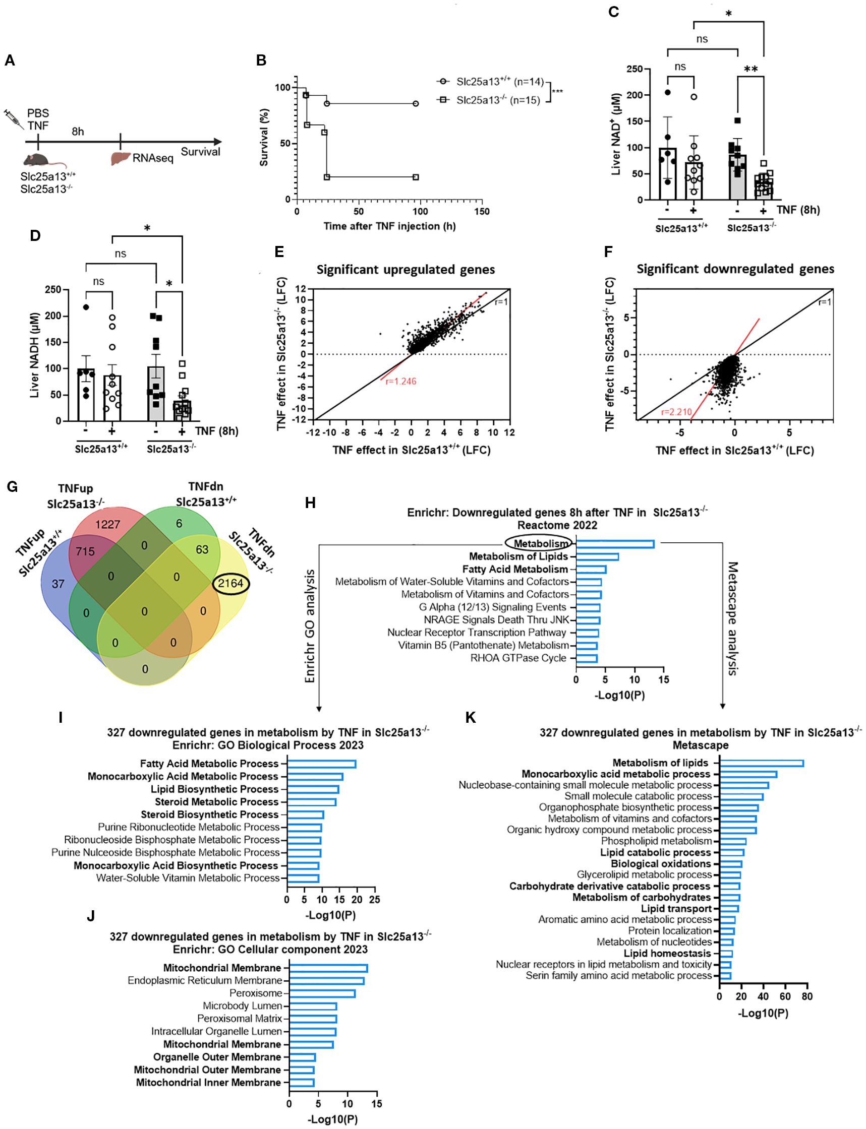 Research figures illustrate the effects of TNF in Slc25a13 knockout mice. Graphs show survival rates, NAD+ levels, gene expression changes, and enrichment analysis. Panels include survival curves, bar charts, scatter plots, a Venn diagram, and enrichment bar graphs. Specific focus is on significant upregulated and downregulated genes, with pathways related to lipid metabolism being highlighted. Statistical significance is indicated, and gene set enrichment analyses are presented.