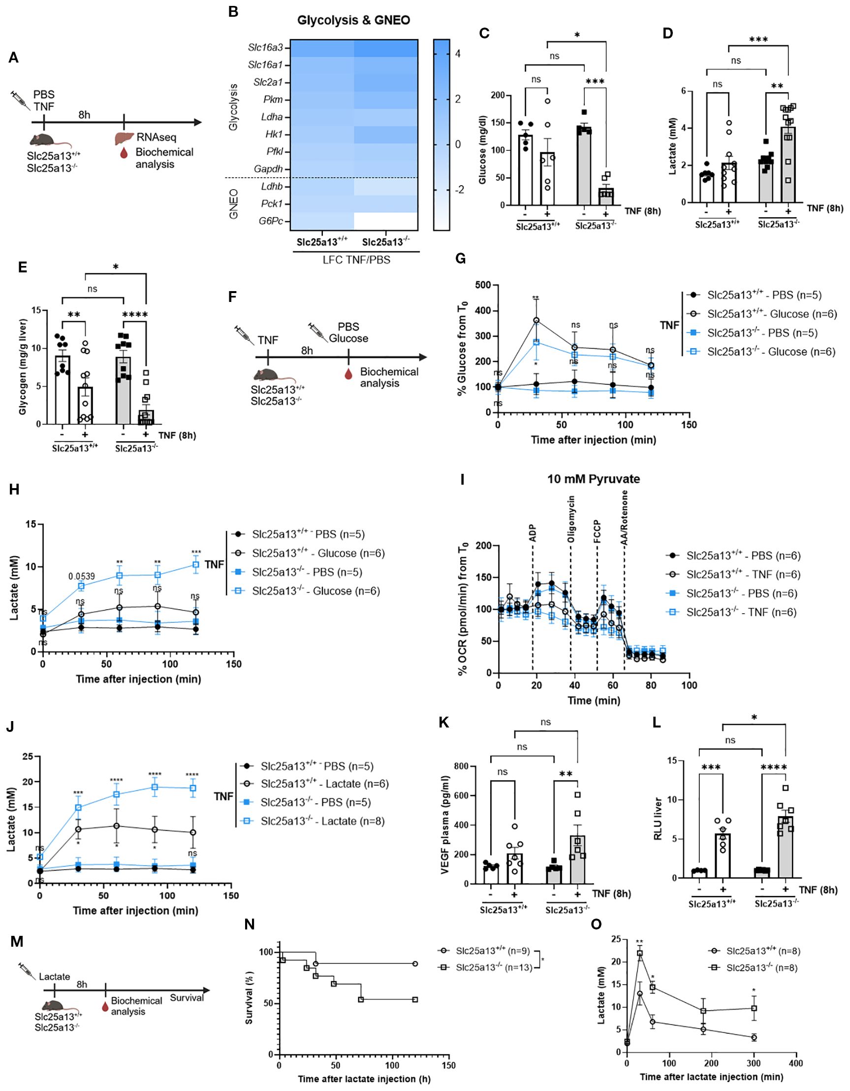 This composite figure includes multiple panels related to biochemical and gene expression analyses. Panel A shows a timeline of experimental procedures, including RNA sequencing and biochemical analysis in TNF-treated mice with different genotypes (Slc25a13+/+ and Slc25a13-/-). Panel B presents a heat map of glycolysis and gluconeogenesis (GNEO) genes, comparing log fold changes. Panels C to E depict bar graphs comparing glucose, lactate, and glycogen levels. Panels F and M display timelines for glucose and lactate injection experiments. Panels G to J show line graphs of glucose and lactate levels over time. Panel I features a graph of oxygen consumption rates. Panel K and L present bar graphs for VEGF plasma levels and relative luminescence units in the liver. Panel N shows a survival curve after lactate injection, and Panel O is a line graph of lactate levels over time post-injection. Statistical significance is indicated with asterisks and “ns” for not significant.