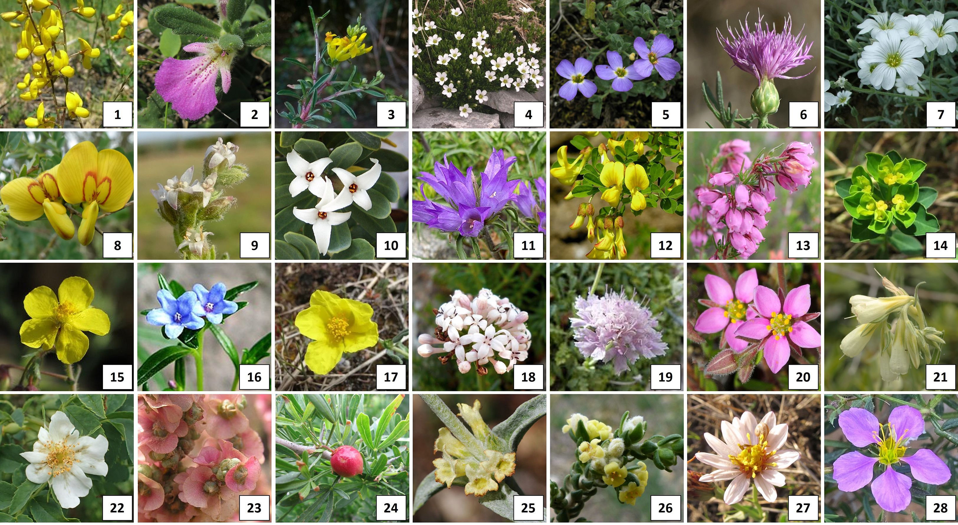 A grid of 28 different wildflowers, each uniquely vibrant. They vary in color and shape, including yellow clusters, pink petals, purple blooms, and white blossoms. Each flower is numbered, showcasing a wide diversity of flora, with some exhibiting striking patterns and others having soft, pastel hues. The arrangement highlights the intricate details and colors inherent in nature's variety.