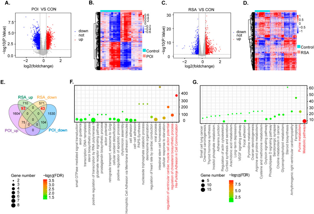 The image contains multiple panels of scientific data visualizations. Panel A and C show volcano plots of gene expression changes with colored dots indicating downregulated, unchanged, and upregulated genes. Panels B and D present heat maps displaying gene expression levels in control versus experimental groups labeled POI and RSA. Panel E is a Venn diagram displaying overlaps of upregulated and downregulated genes among groups. Panels F and G are dot plots that illustrate enriched biological processes and pathways, with dot size representing gene number and color indicating statistical significance.