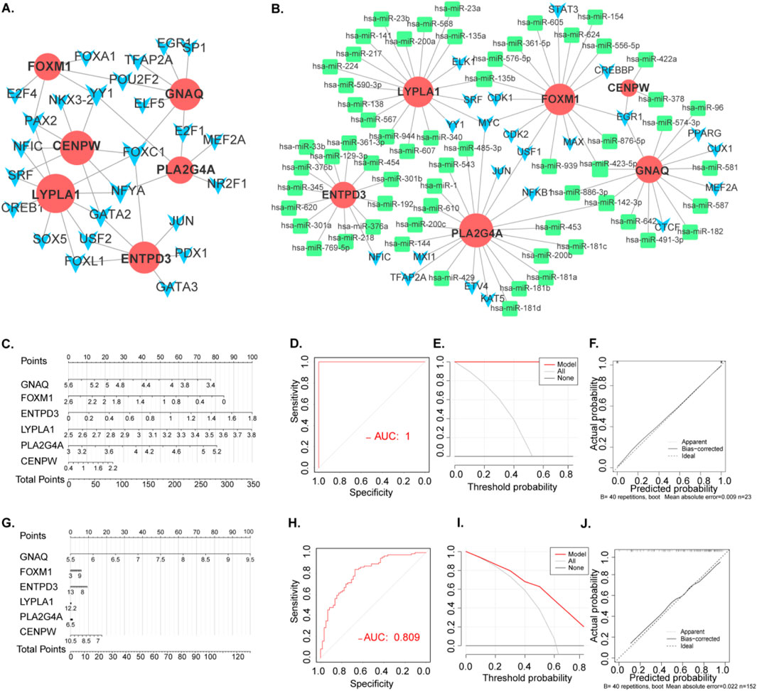 Flowchart visualizations for a biological study. Panel A shows a gene interaction network with nodes including FOXM1, LYPLA1, GNAQ, and others. Panel B displays a microRNA-gene interaction network. Panel C presents a nomogram with factors like GNAQ and FOXM1. Panels D and H show ROC curves with AUC values of 1 and 0.809, respectively. Panels E and I provide calibration plots. Panels F and J depict predicted vs. actual probability plots, showing model performance with different corrections.