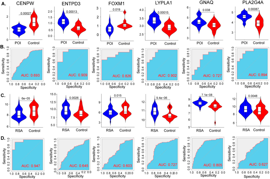 Violin plots and ROC curves compare POI and Control for gene expressions CENPW, ENTPD3, FOXM1, LYPLA1, GNAQ, and PLA2G4A. Violin plots show distribution differences with p-values indicated. ROC curves display sensitivity versus specificity, with area under the curve (AUC) values labeled for each gene. Subsections B and D show ROC curves for corresponding genes, highlighting predictive performance with AUC scores.