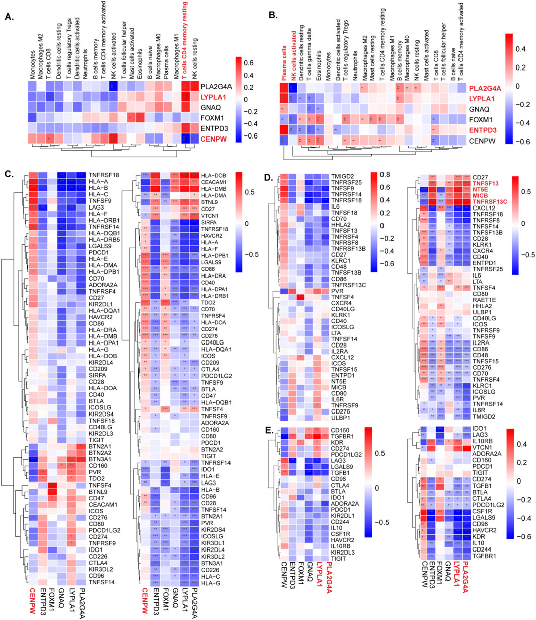 Clustered heatmaps displaying gene expression profiles across different immune cell types for five panels labeled A to E. Each panel includes a dendrogram and color gradient indicating expression levels, with red representing higher and blue lower expression. Key genes such as PLAG4A, LYPLA1, GNAQ, FOXM1, ENTPD3, and CENPW are highlighted. Labels on top indicate cell types such as monocytes, NK cells, and plasma cells, while labels on the side list specific genes. The heatmaps visualize the variation in gene expression across these cell types.