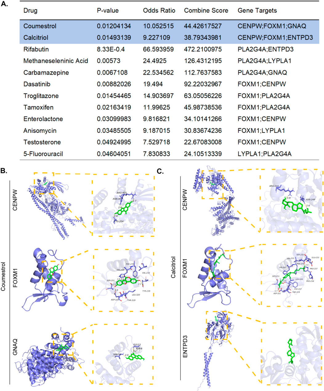 Table A displays drugs with their p-values, odds ratios, combined scores, and gene targets. Coumestrol and Calcitriol target CENPW, FOXM1, and others. Section B shows three molecular structures with detailed views of Coumestrol binding to CENPW, FOXM1, and GNAQ. Section C similarly depicts Calcitriol binding to CENPW, FOXM1, and ENTPD3, with close-ups of interactions.