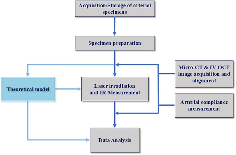 Flowchart illustrating a process beginning with the acquisition and storage of arterial specimens, followed by specimen preparation. It then proceeds to laser irradiation and infrared measurement, which links to a theoretical model, micro-CT and IV-OCT image acquisition and alignment, and arterial compliance measurement. The process concludes with data analysis.