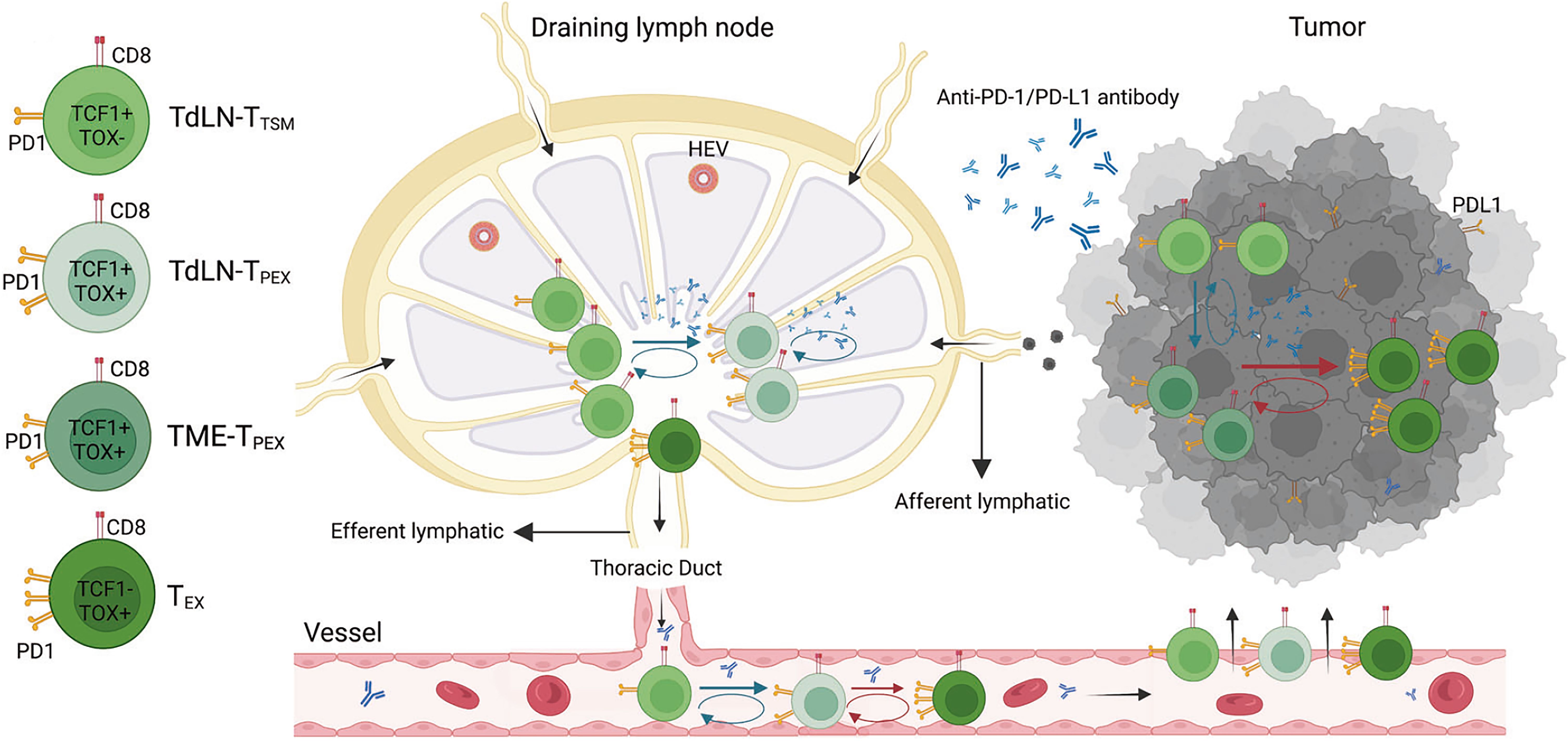 Diagram showing the interaction of TCF1+ and TOX+ CD8 T cells within a draining lymph node and tumor microenvironment. It illustrates the flow through lymphatic vessels, thoracic duct, and their interaction with PD-L1 and anti-PD-1/PD-L1 antibodies. The drawing highlights the transmission of T cells between nodes, blood vessels, and tumor tissue, suggesting immune response pathways and therapeutic targets for cancer treatment.