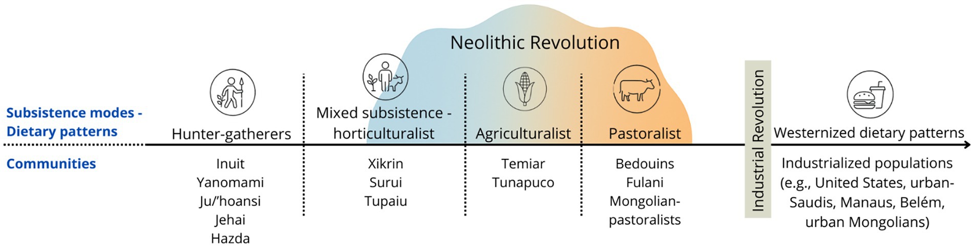 Chart depicting subsistence modes and dietary patterns, starting with hunter-gatherers like the Inuit, transitioning through the Neolithic Revolution with horticulturalists and agriculturalists, to pastoralists such as the Bedouins, and finally industrialized populations with Westernized diets.