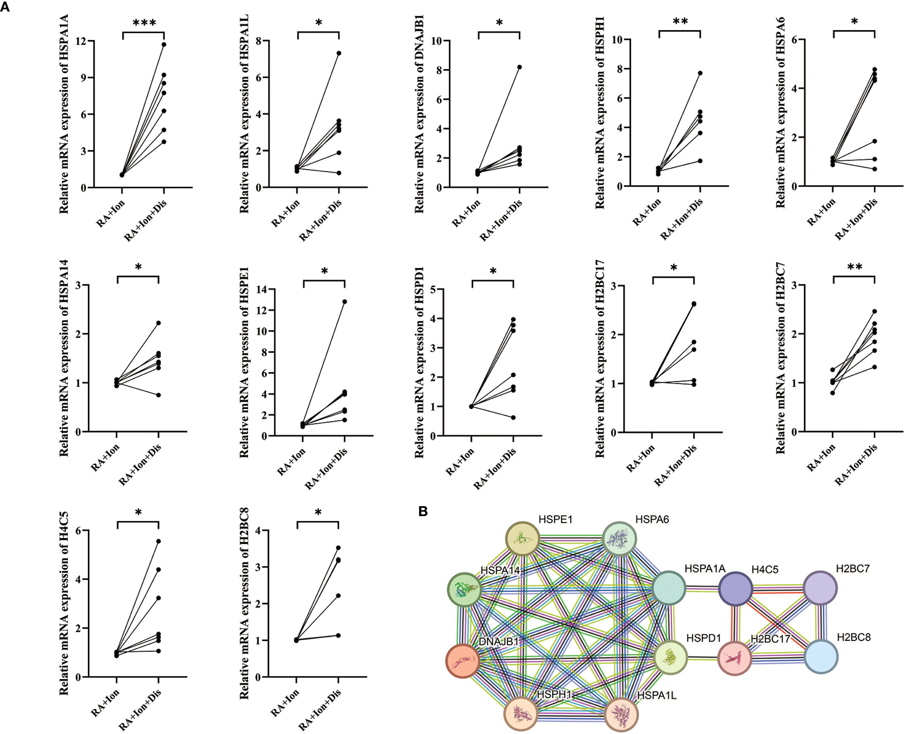 Chart A displays nine graphs showing relative mRNA expression of various genes comparing RA-Mon and RA-Mon+Drib groups, with significant differences marked by asterisks. Chart B is a network diagram depicting interactions among different proteins involved in the study.