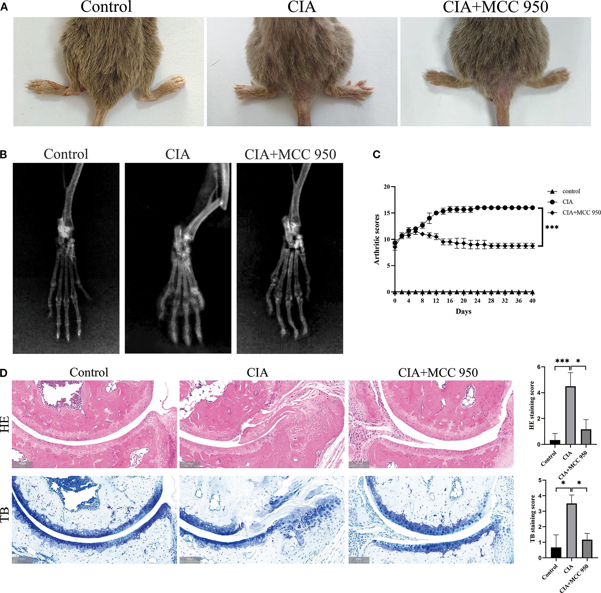 Panel A shows the hind legs of three mice: Control, CIA, and CIA+MCC 950, with visible differences in swelling. Panel B presents X-rays of mouse paws from the same groups, showing joint differences. Panel C is a line graph comparing arthritis scores over 40 days for each group, with CIA+MCC 950 showing reduced scores compared to CIA. Panel D contains HE and TB stained tissue samples of joints from each group, with corresponding bar graphs showing quantification of staining, indicating effects of treatments on joint histology.