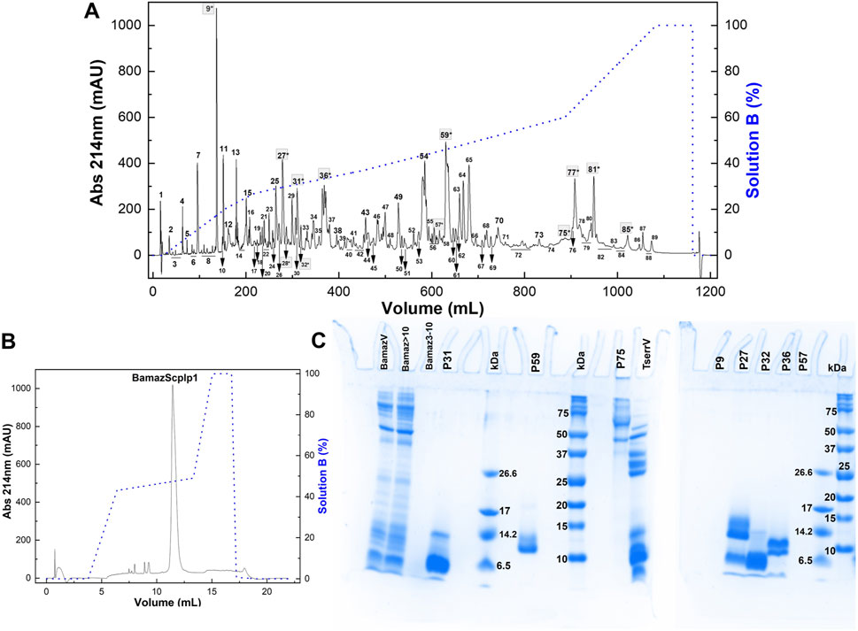 Panel A shows a chromatogram with absorbance at 214 nm versus volume, highlighting various peaks labeled with numbers and a dotted line representing Solution B percentage. Panel B displays a detailed chromatogram for BamazScpIp1, with a prominent peak around 10 mL. Panel C features a gel electrophoresis image with lanes labeled BamazY, Bamaz>10, Bamaz<10, P31, P59, P75, Tserfv, and protein size markers in kilodaltons, showing distinct protein bands.