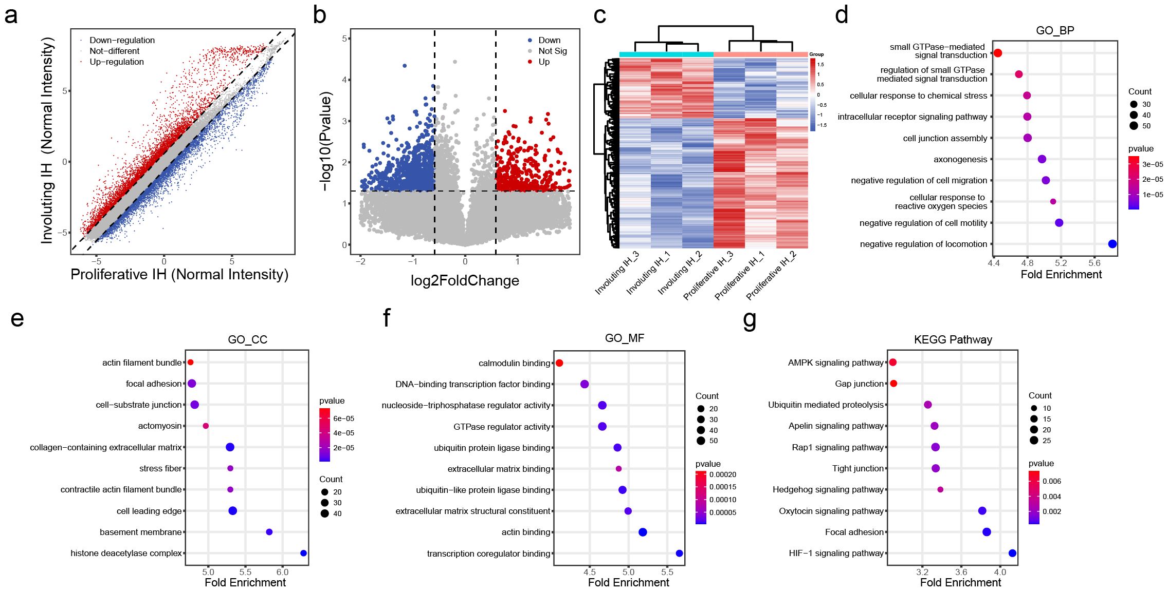 Composite image of gene expression data visualization. Panel A: Scatter plot comparing gene expression in involuting versus proliferative IH, showing downregulation (blue), upregulation (red), and no significant change (gray). Panel B: Volcano plot of log2FoldChange displaying statistically significant genes. Panel C: Heatmap for hierarchical clustering of gene expression in different IH samples, colors range from red (upregulated) to blue (downregulated). Panels D-G: Dot plots for gene ontology and KEGG pathway analyses, showing significant biological processes, cellular components, molecular functions, and pathways with varying significance and count depicted by color and size.