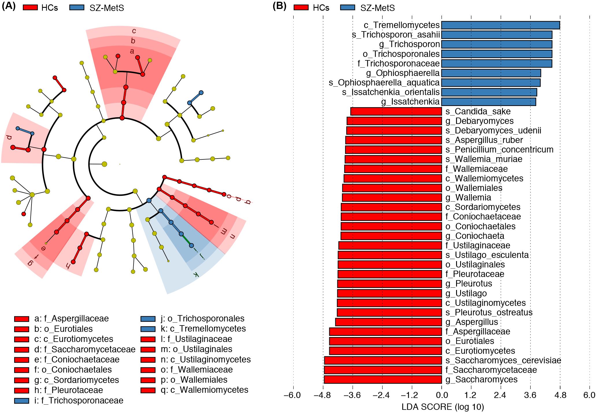 Phylogenetic tree and bar graph comparing fungal taxa between HCs and SZ-MetS groups. In panel A, the tree shows red highlighting for HCs and blue for SZ-MetS, indicating differential abundance. Panel B displays LDA scores, with bars representing taxa enriched in either HCs (red) or SZ-MetS (blue).