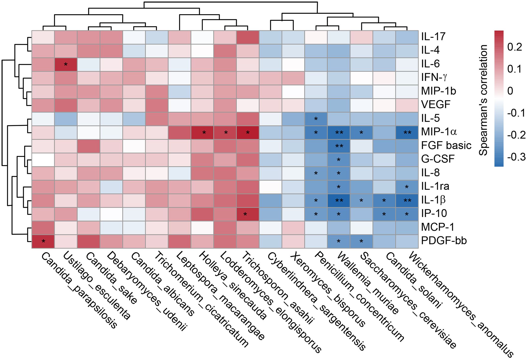 Heatmap showing Spearman's correlation between various cytokines and fungal species. Rows represent cytokines like IL-17 and IL-4, while columns represent fungal species such as Candida albicans. Color gradients from red to blue depict correlation strength, with red indicating positive correlation and blue negative. Asterisks denote significant correlations. Dendrograms indicate clustering patterns among both cytokines and fungi.