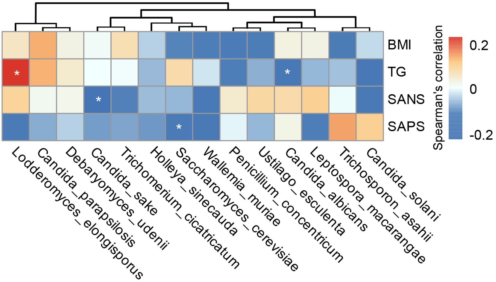 Heatmap showing Spearman's correlation between microbial species and health metrics BMI, TG, SANS, and SAPS. Correlation values range from -0.2 (blue) to 0.2 (red) with significant correlations marked by asterisks. Rows list microbial species, and columns list health metrics.