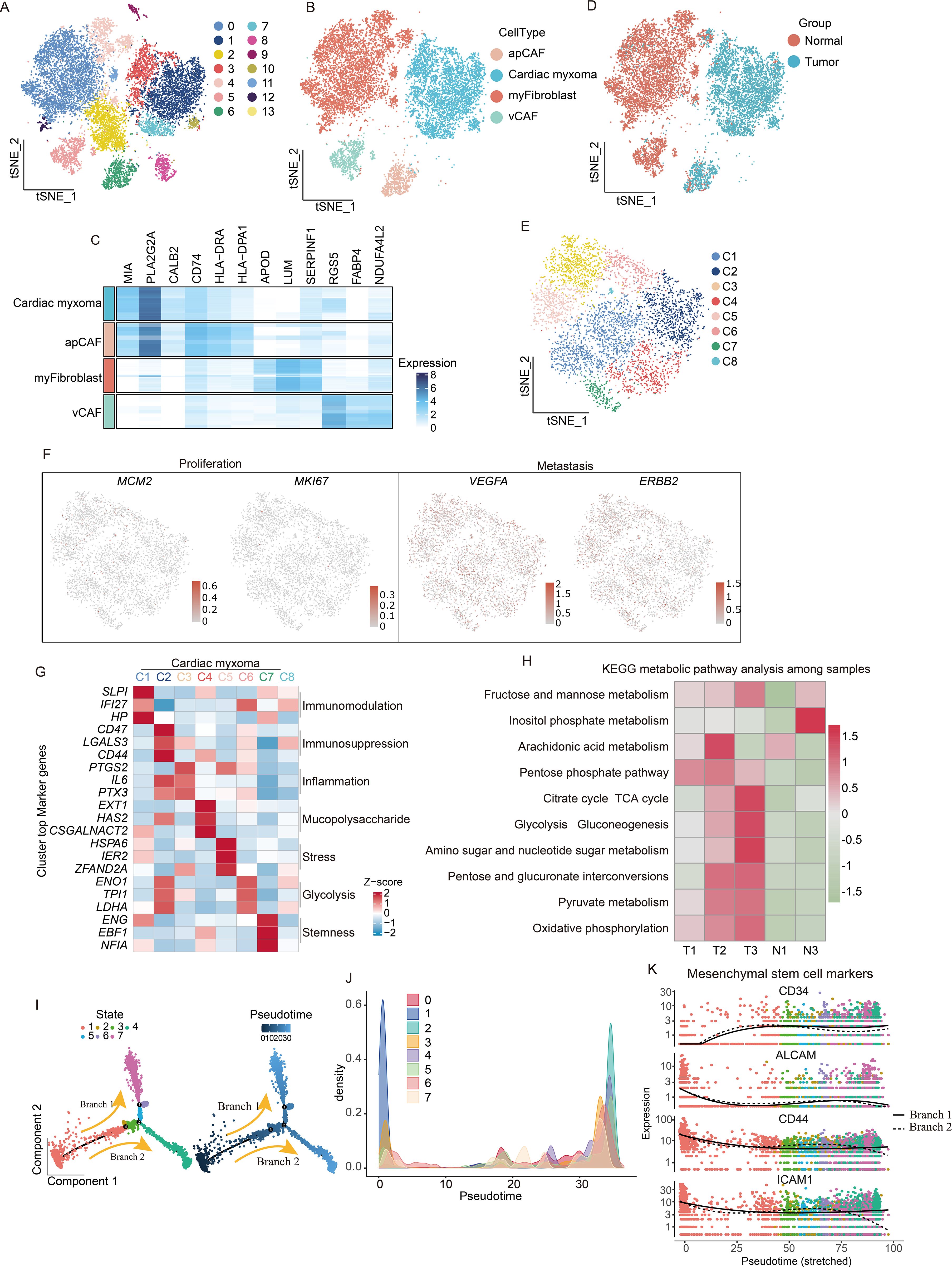 The image contains multiple panels depicting a comprehensive analysis of cardiac myxoma. Panel A shows a t-SNE plot with distinct cell types. Panel B presents a heatmap of gene expression. Panel C is another t-SNE plot colored by clusters. Panel D illustrates a t-SNE plot with an undefined cell type. Panel E focuses on cardiac myxoma proliferation. Panel F distinguishes normal from tumor samples. Panel G is a t-SNE plot indicating clusters. Panel H displays gene expression related to proliferation and metastasis. Panel I presents a heatmap of cluster marker genes. Panel J shows KEGG metabolic pathways. Panel K depicts pseudotime analysis. Panel L is a density plot of pseudotime states. Panel M illustrates gene expression related to mesenchymal stem cell markers across pseudotime.