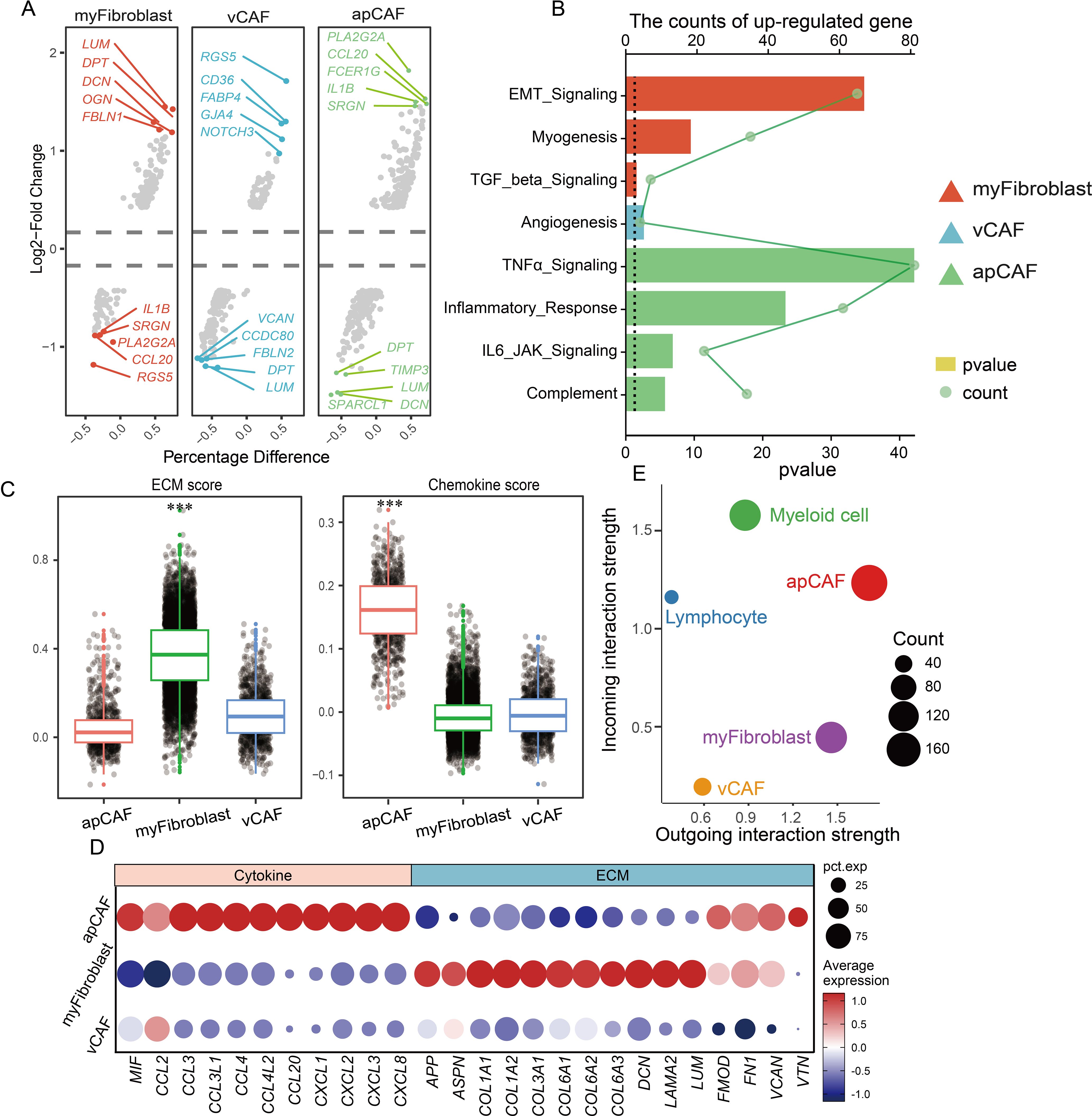A series of data visualizations related to gene expression in different cells. Panel A shows log-fold change graphs comparing myFibroblast, vCAF, and apCAF cells. Panel B features a bar graph of up-regulated gene counts and their corresponding signaling pathways, with p-values indicated. Panel C presents box plots comparing ECM and chemokine scores among apCAF, myFibroblast, and vCAF. Panel D is a heatmap showing expression levels of cytokine and ECM-related genes across different cell types. Panel E illustrates interaction strengths of different cells, represented by differently sized and colored circles.