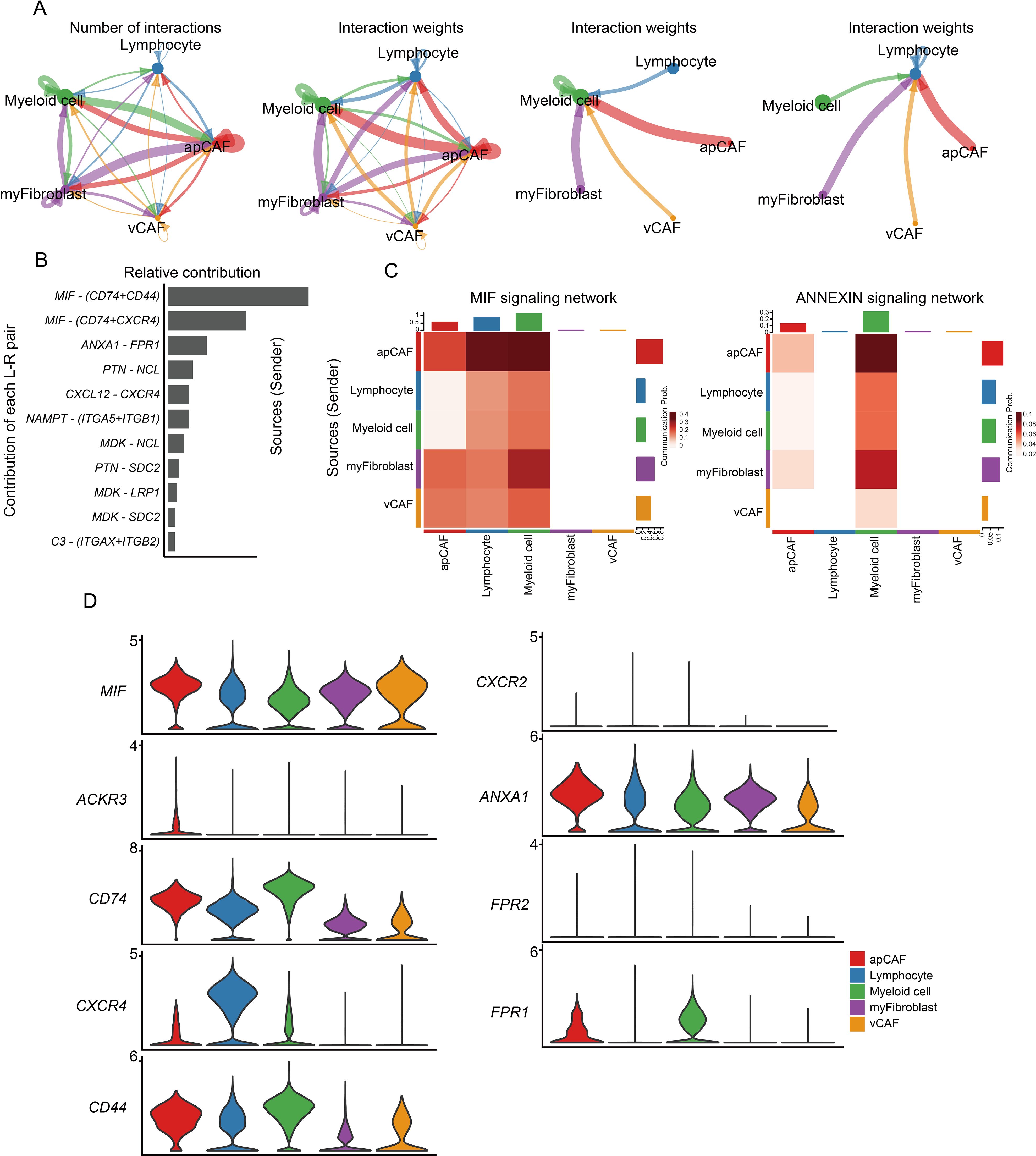 Network diagrams, bar charts, heatmaps, and violin plots analyzing cell interactions in MIF and ANNEXIN signaling networks. Panel A shows interaction dynamics among apCAF, lymphocyte, myeloid cell, myFibroblast, and vCAF. Panel B illustrates relative contributions of ligand-receptor pairs. Panel C includes heatmaps of MIF and ANNEXIN networks. Panel D presents violin plots for gene expression in different cell types.