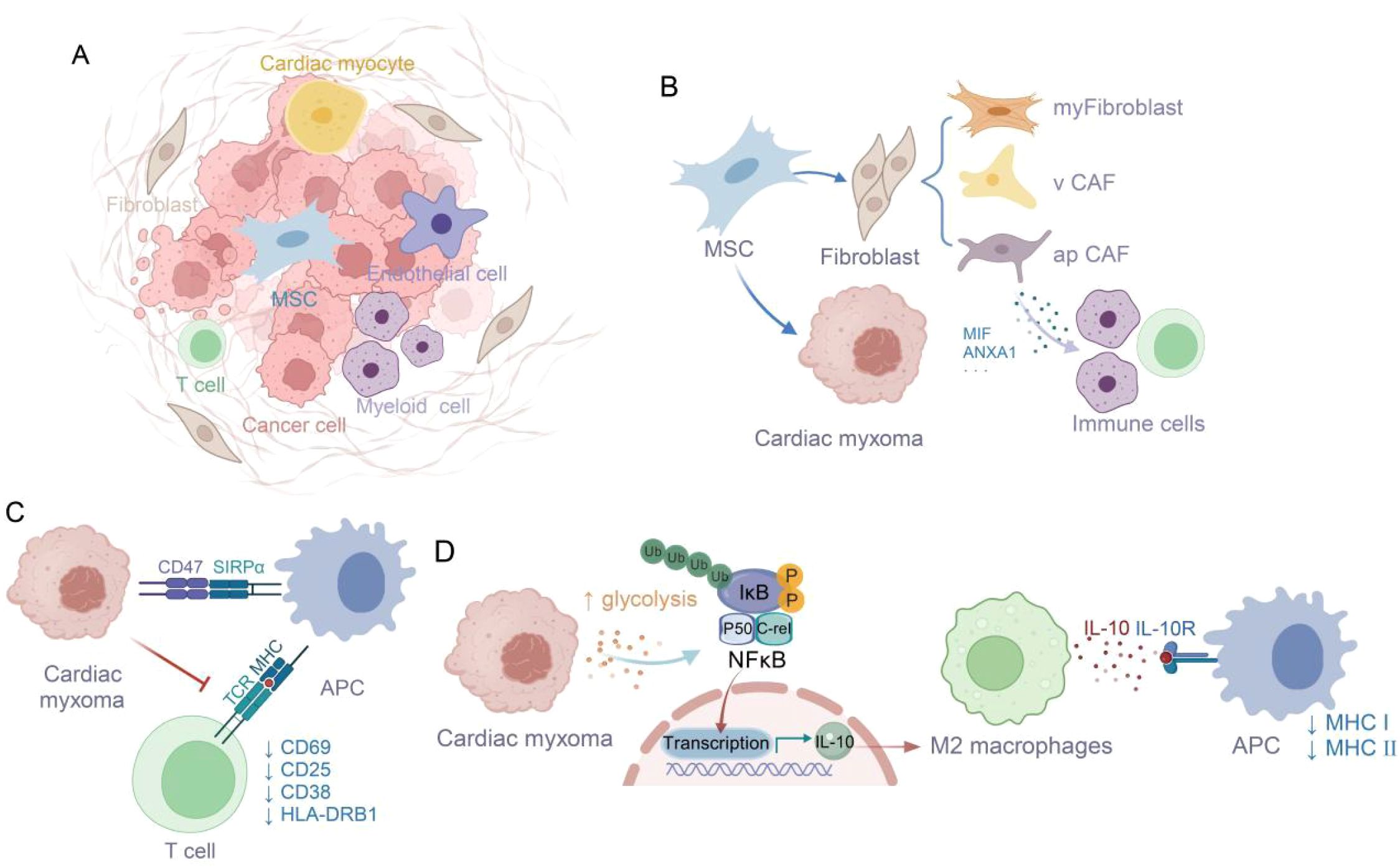 Diagram illustrating the cellular interactions in cardiac myxoma. Panel A shows a network of cells including cardiac myocytes, fibroblasts, endothelial cells, cancer cells, and immune cells. Panel B depicts fibroblasts differentiating into myofibroblasts and CAFs, with cardiac myxoma influencing immune cells. Panel C illustrates interactions between cardiac myxoma, APC, and T cells, highlighting immune response markers. Panel D shows enhanced glycolysis in cardiac myxoma, activation of NF-kB, and interactions with M2 macrophages and APCs, affecting immune signaling pathways.