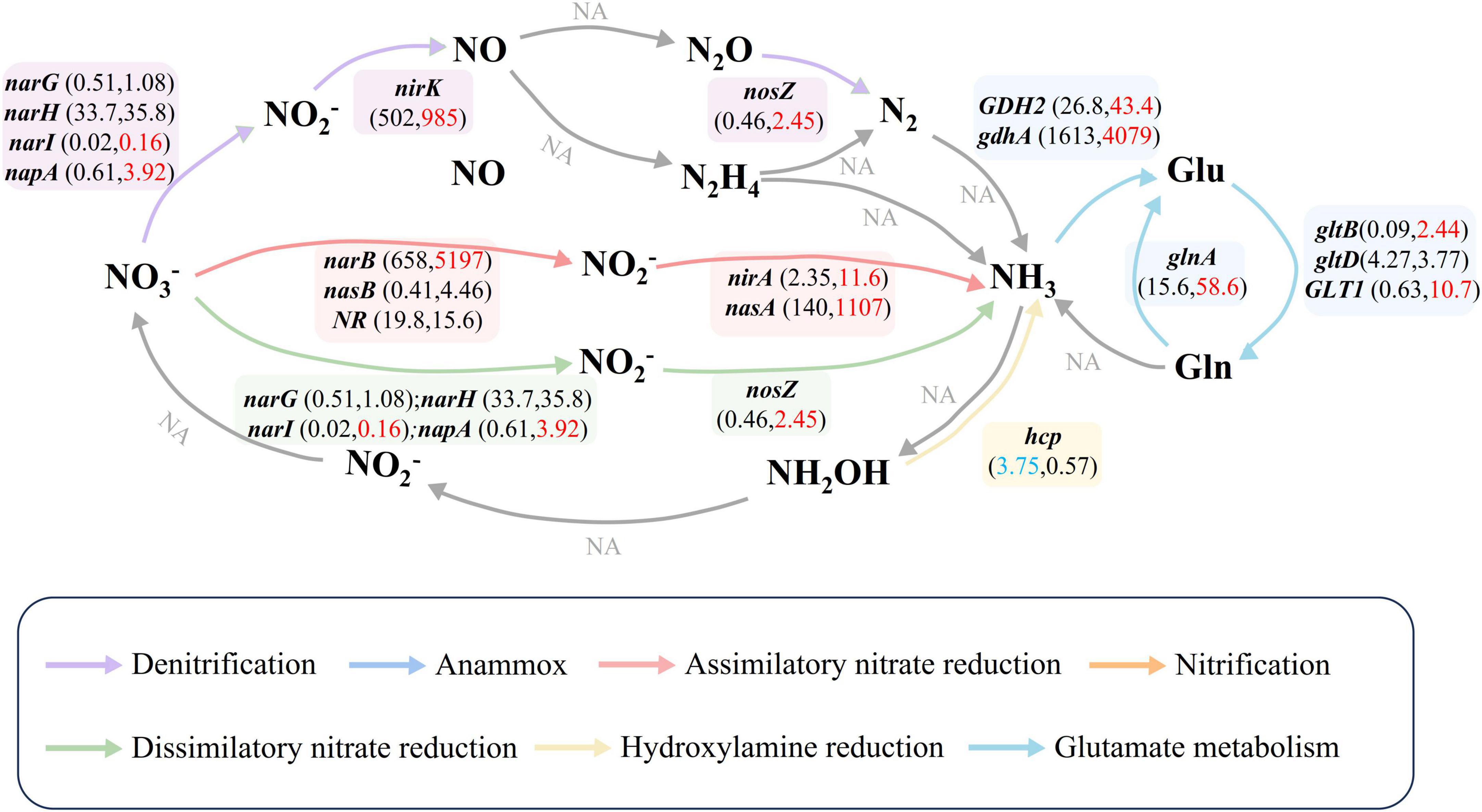 Nitrogen cycling pathways illustration showing processes including denitrification, anammox, assimilatory nitrate reduction, nitrification, dissimilatory nitrate reduction, hydroxylamine reduction, and glutamate metabolism. Each process is represented by arrows of different colors, with various enzymes and genes labeled. Numerical values are provided beside each label, indicating specific data points. The legend at the bottom specifies the color-coding for each pathway: purple for denitrification, blue for anammox, red for assimilatory nitrate reduction, orange for nitrification, green for dissimilatory nitrate reduction, yellow for hydroxylamine reduction, and light blue for glutamate metabolism.