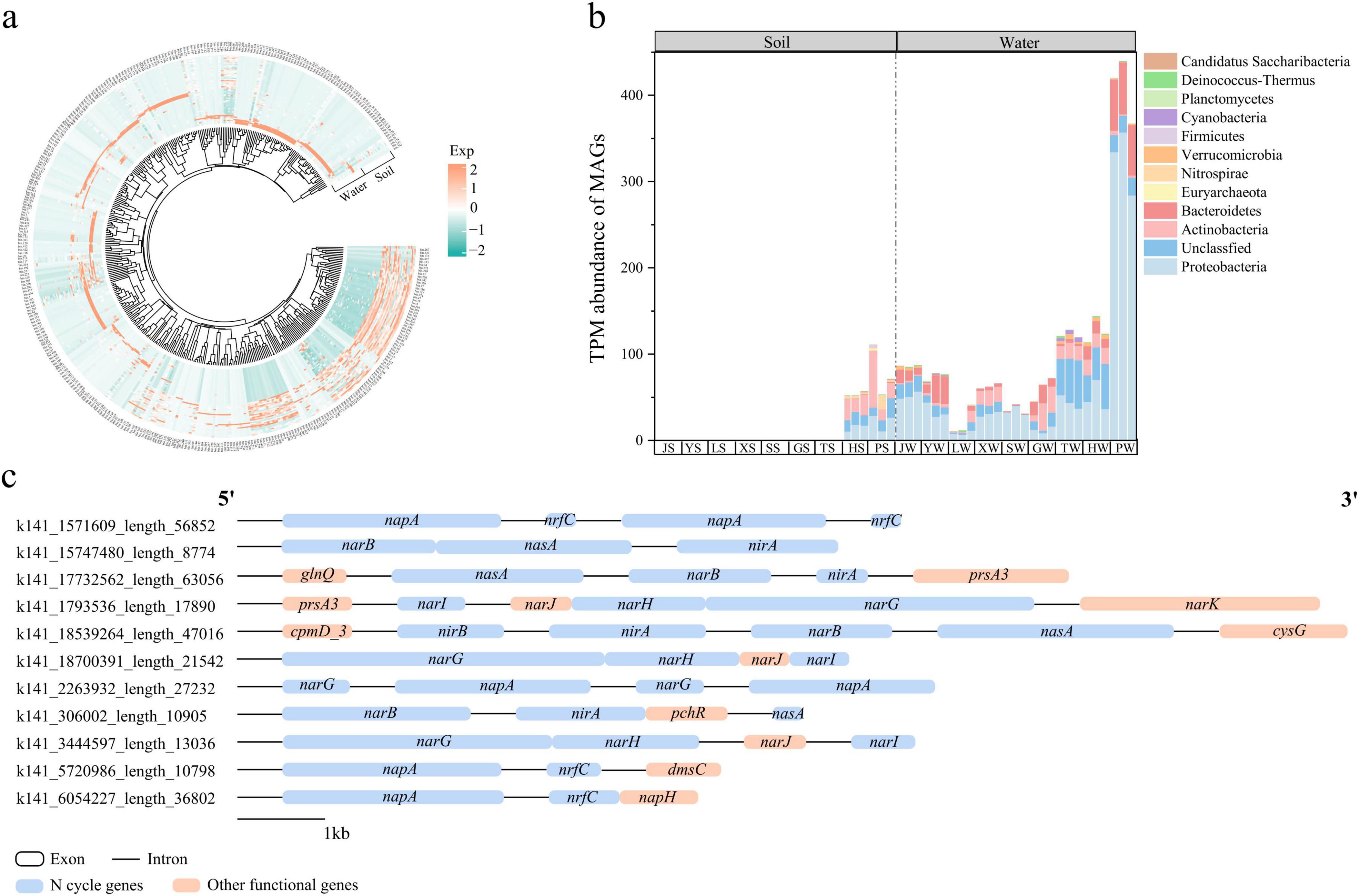 Circular phylogenetic tree (a) shows microbial diversity with color-coded expression levels from water and soil samples. Bar chart (b) illustrates TPM abundance of metagenome-assembled genomes (MAGs) across soil and water environments, categorized by bacterial phyla. Gene clusters (c) depict organization and function, highlighting nitrogen cycle and other functional genes with exons and introns identified.