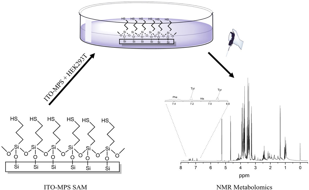 Diagram showing a setup for NMR metabolomics. A petri dish labeled