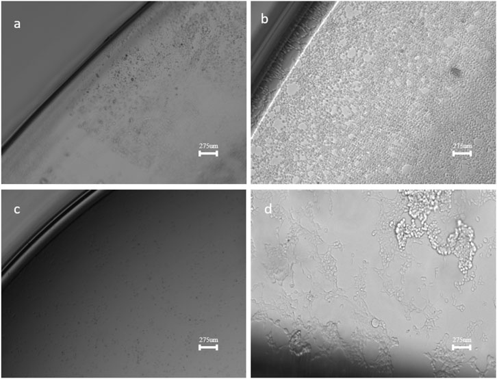 Four-panel grayscale micrograph showing various cellular textures. Panel a displays a gradient from a dense to a less dense region. Panel b shows a dense collection of small, circular features. Panel c presents a darker, uniform surface with sparse dots. Panel d reveals clustered, rounded structures with fibrous connections. Each panel includes a scale bar of two hundred seventy-five micrometers.