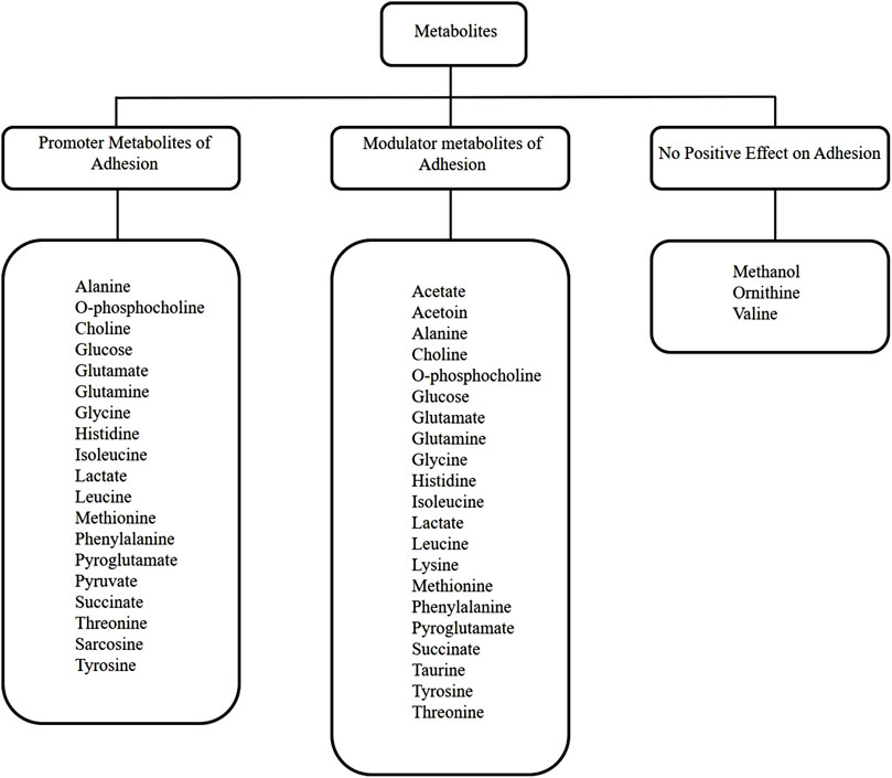 Flowchart categorizing metabolites into three groups: Promoter Metabolites of Adhesion, Modulator Metabolites of Adhesion, and No Positive Effect on Adhesion. Promoters include alanine and glutamate. Modulators include acetate and acetoine. No positive effect includes methanol and ornithine.