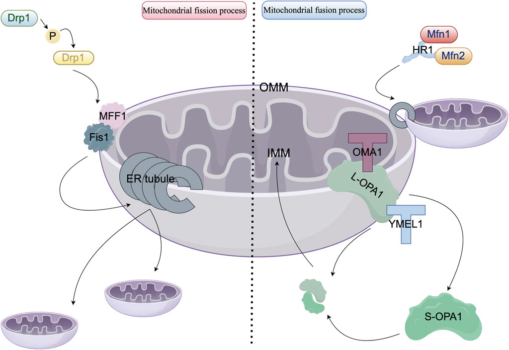 Diagram illustrating the mitochondrial fission and fusion processes. On the left, Drp1 is activated, interacting with MFF1 and Fis1, leading to fission. On the right, Mfn1 and Mfn2 facilitate fusion involving HR1, OMA1, and YMEL1. The inner mitochondrial membrane (IMM) and outer mitochondrial membrane (OMM) are labeled, with ER tubules shown in the fission process.