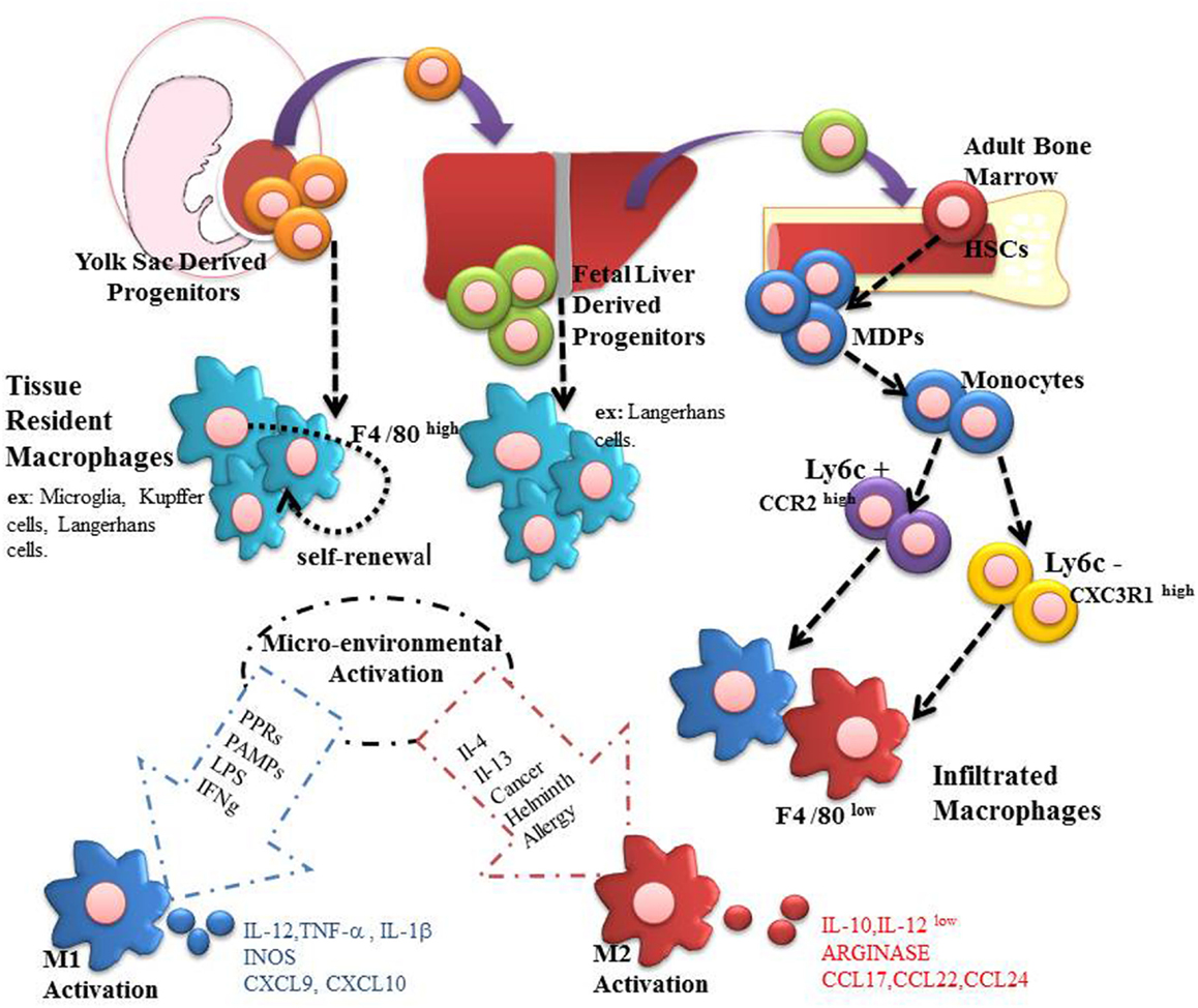 Frontiers | Macrophages During the Fibrotic Process: M2 as Friend and