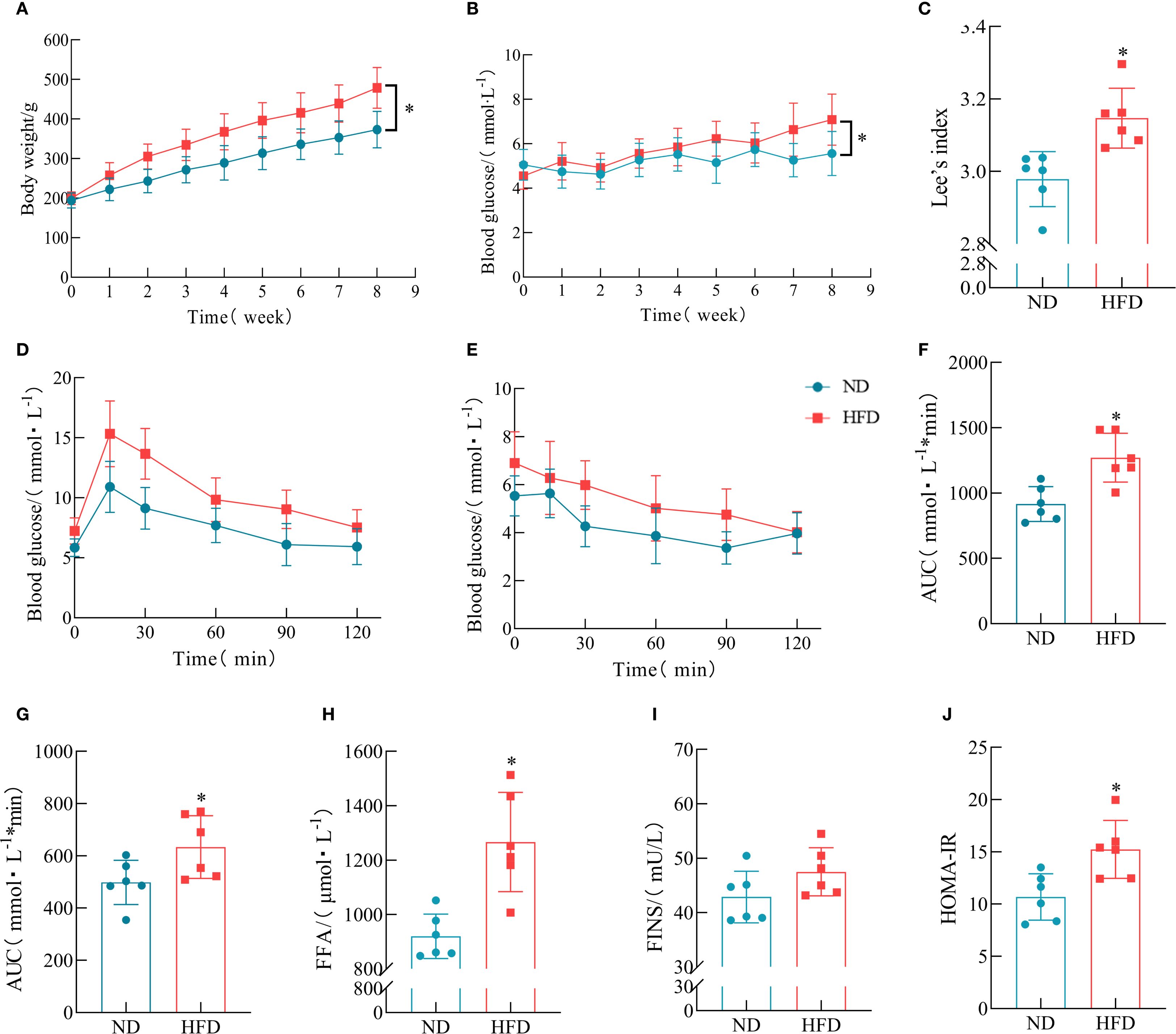 Graphs showing various metabolic parameters in rodents fed a normal diet (ND) and a high-fat diet (HFD). (A) Body weight increases over 9 weeks, higher in HFD. (B) Blood glucose levels rise more in HFD over time. (C) Lee’s index is higher in HFD. (D) and (E) Glucose tolerance tests show impaired glucose handling in HFD. (F) Area under the curve (AUC) for glucose is greater in HFD. (G) Free fatty acids (FFA) levels are higher in HFD. (H) Insulin levels (FINS) slightly increase in HFD. (J) HOMA-IR, an insulin resistance measure, is higher in HFD. Asterisks indicate significant differences.