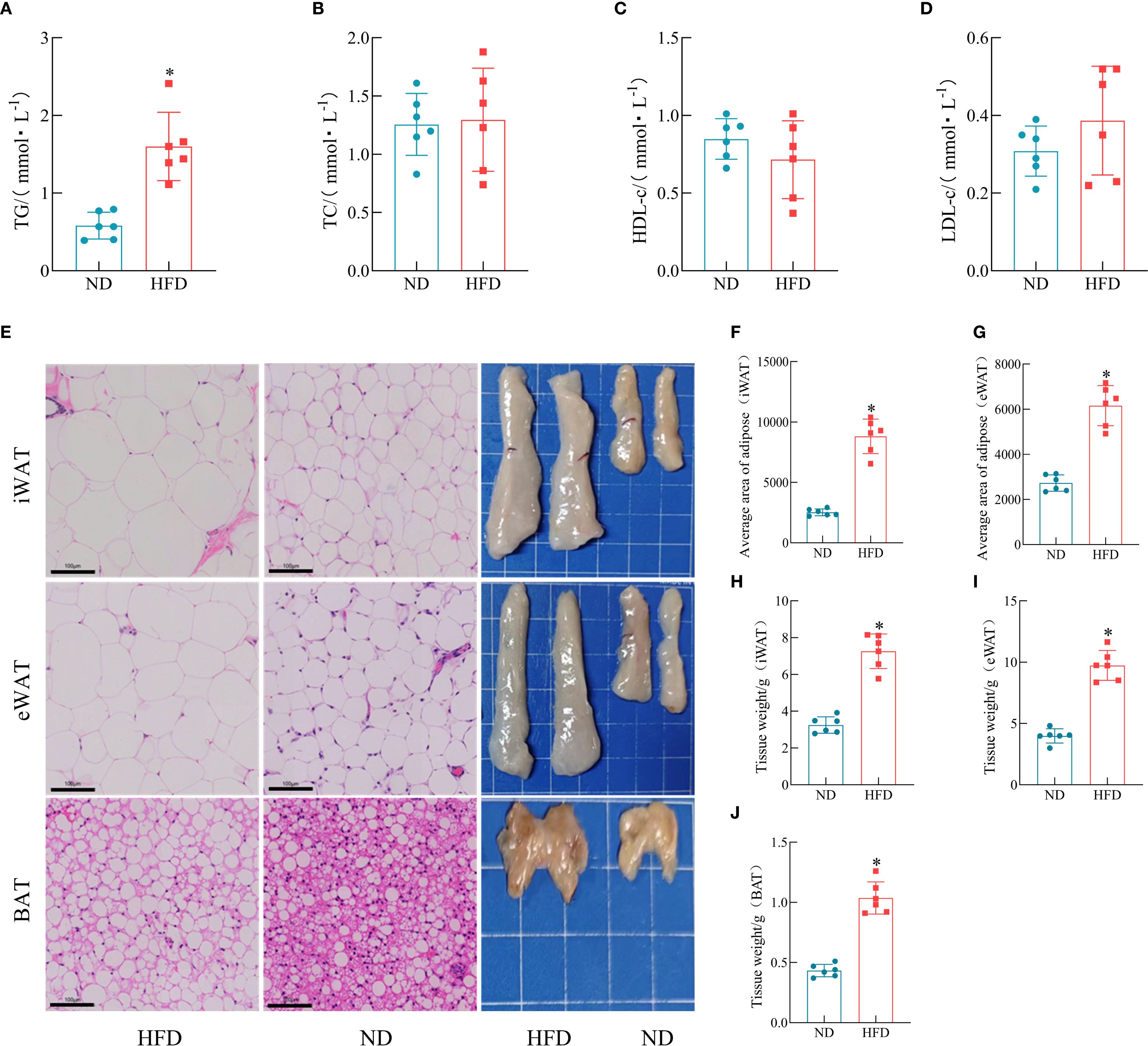 Graphs A through D show various lipid measurements comparing normal diet (ND) and high-fat diet (HFD), with some significant differences noted. Panel E displays microscopic images of adipose tissues (iWAT, eWAT, BAT) and photographs of corresponding dissected tissues. Graphs F to J quantify the average adipose area and tissue weights, indicating differences between ND and HFD groups.