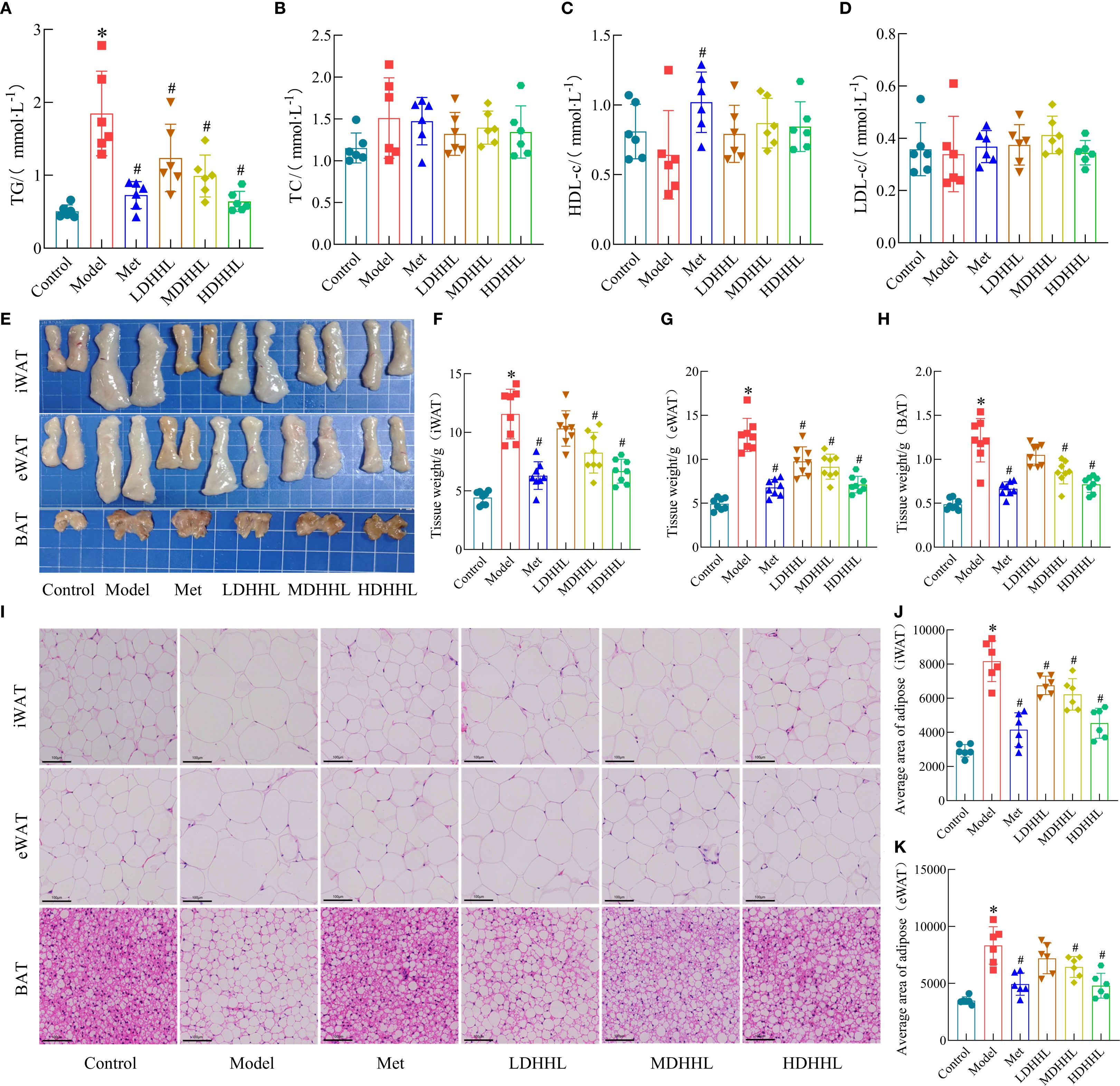 Graphs and images demonstrate the effects of various treatments on lipid profiles, adipose tissue, and adipocyte size in control, model, and different treatment groups. Panels A-D show lipid levels, E illustrates adipose tissue images, F-H present tissue weights, I depicts histological slides of white, epididymal, and brown adipose tissue, and J-K indicate average adipocyte areas. Each panel includes data for control, model, Met, and various HHL treatments, with statistical significance marked.