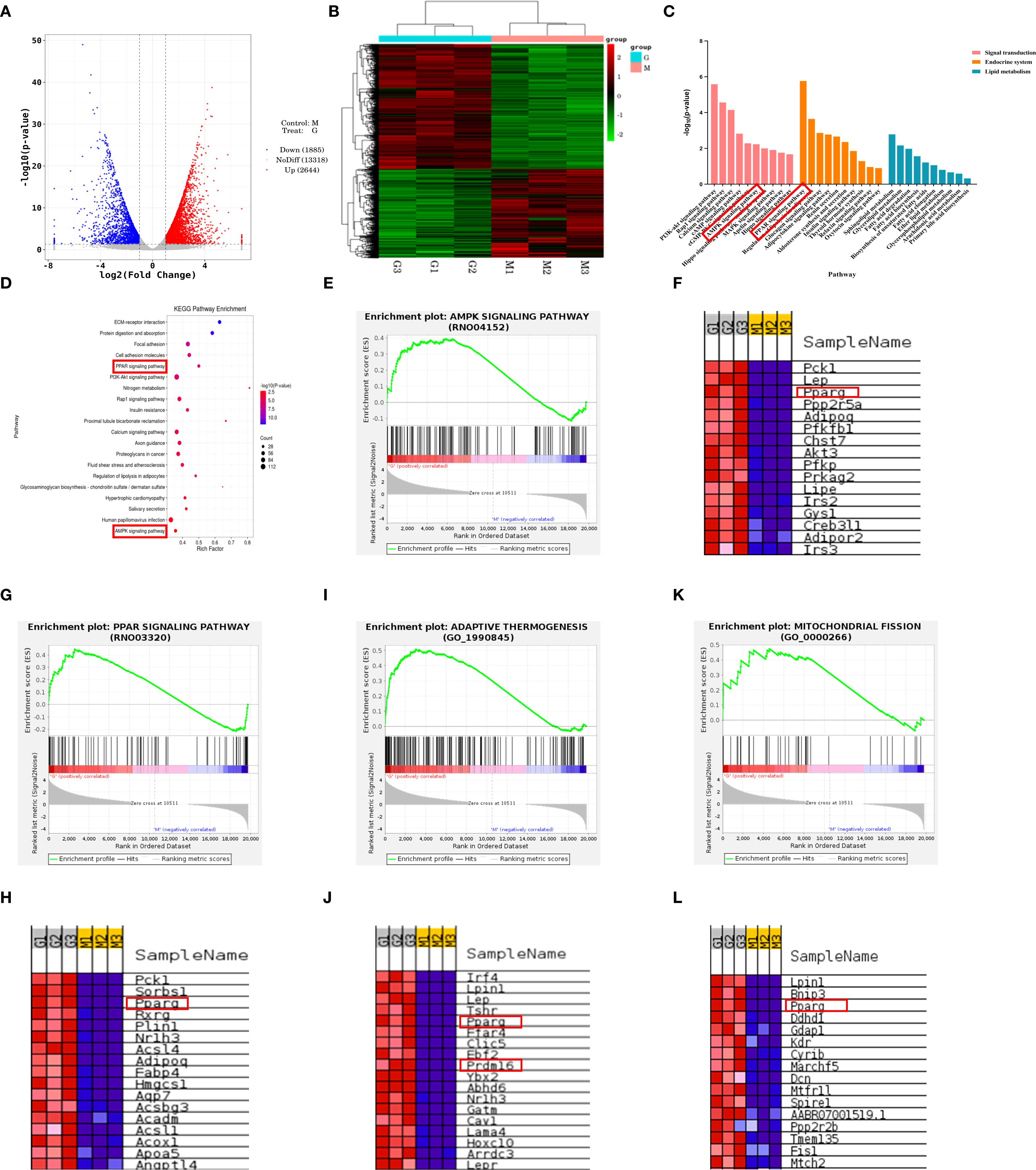 A set of scientific diagrams and heatmaps, labeled A to L, showing gene expression analysis and enrichment plots. Panel A displays a volcano plot highlighting significant genes with up- and down-regulation. Panel B is a heatmap illustrating gene expression across different groups. Panel C presents a bar chart of pathway enrichments. Panel D shows a KEGG pathway enrichment plot. Panels E, G, I, and K are enrichment plots for AMP, PPAR signaling pathways, adaptive thermogenesis, and mitochondrial fission, respectively. Panels F, H, J, and L show heatmaps with gene names and expression levels in different conditions.