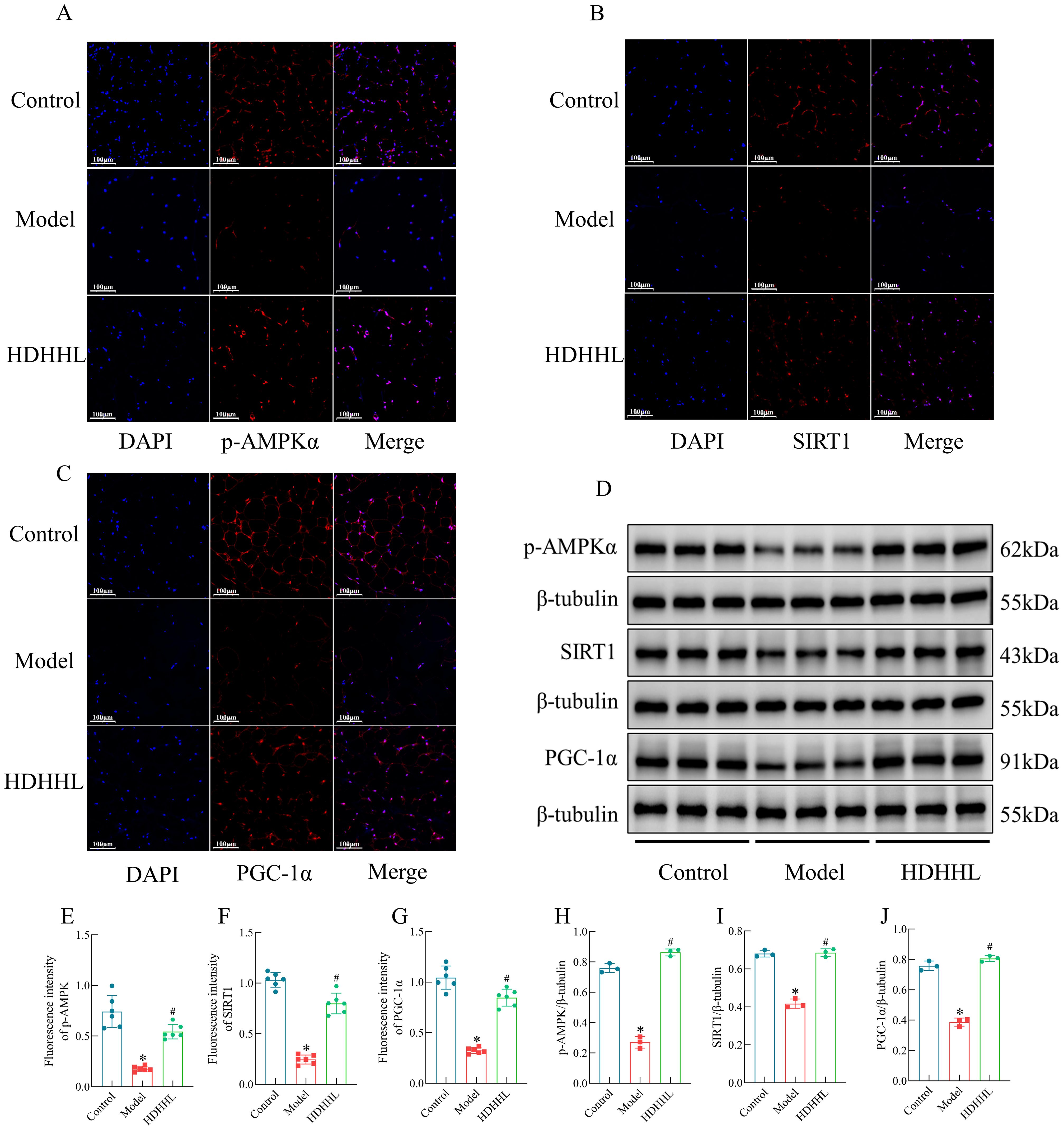 Panel A to C display immunofluorescence images comparing DAPI, p-AMPKα, SIRT1, and PGC-1α staining in Control, Model, and HDHHL groups. Panel D shows Western blot analysis of p-AMPKα, SIRT1, and PGC-1α with β-tubulin as the loading control across the same groups. Panels E to J present bar graphs quantifying fluorescence intensity and protein expression levels, indicating statistical differences between groups.