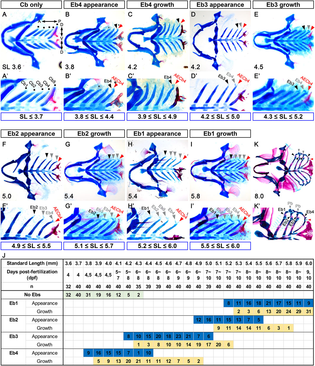 Diagram showing sequential stages of fish bone development. Panels A-K illustrate different growth phases, with distinct skeletal elements marked. Red and black arrows indicate specific bone appearances. Subpanels show close-ups of different structures. A chart below (Panel J) details standard length and days post-fertilization, correlating with bone development phases (Eb1 to Eb4), highlighting the appearance and growth timing in a color-coded format.
