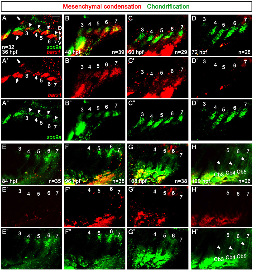 Fluorescent microscopy images showing mesenchymal condensation in red and chondrification in green over time. Panels A to H illustrate changes from thirty-six hours post-fertilization to one hundred twenty hours post-fertilization, with red indicating barx1 expression and green indicating sox9a expression. Arrows and labeled numbers (three to seven) indicate specific developmental regions and time point changes.