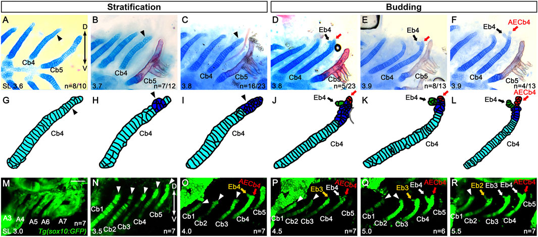 Scientific illustration depicting stages of stratification and budding in cellular structures. Panels A-F show blue-stained structures labeled Cb4, Cb5, with black arrows and numbers indicating observations or results. Panels G-L provide diagrammatic representations with colored sections and labels. Panels M-R depict fluorescent green images indicating various cellular formations and annotations like Eb3, Eb4, and AECb4 with arrows pointing to highlighted areas.