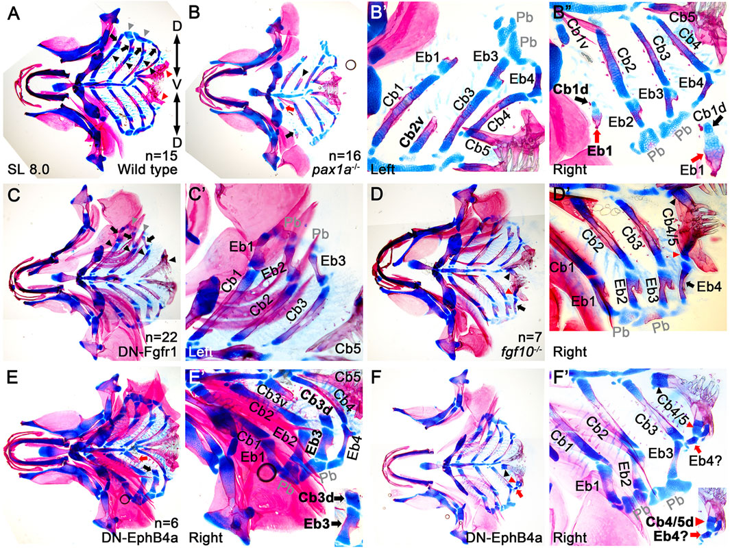 Scientific diagrams showing six panels labeled A to F, displaying stained skeletal structures of fish specimens. Each panel highlights features with blue and red stainings, indicating possible genetic modifications or mutations. Labels such as