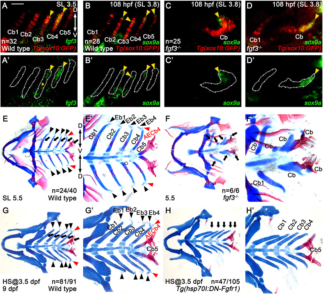 Scientific diagrams showing zebrafish cranial cartilages at different developmental stages. Panels A-D depict fluorescent labeling in wild type and mutant embryos, highlighting expression of fgf3 and sox9a. Panels E-H illustrate cartilage structures in stained samples, comparing control groups with genetically modified specimens. Arrows and labels indicate significant structures like ceratobranchials and ethmoid plate, with color codes distinguishing genetic markers. The panels are labeled with developmental time points and sample sizes.