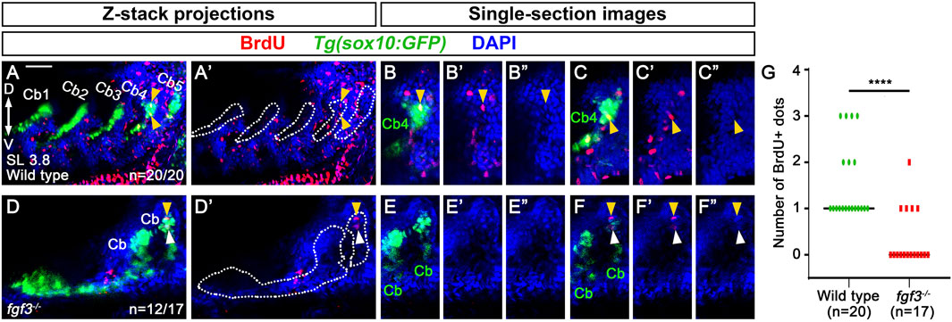 Microscopy images showing Z-stack projections and single-section images of cerebellar regions in wild-type and fgf3 mutant samples. BrdU staining is red, sox10:GFP is green, and DAPI is blue. Panels A and D display Z-stack projections, with yellow arrowheads indicating certain areas. Panels B-F show single sections with similar markers. Graph G compares the number of BrdU positive dots between wild-type and mutant samples, with wild-type showing higher counts.