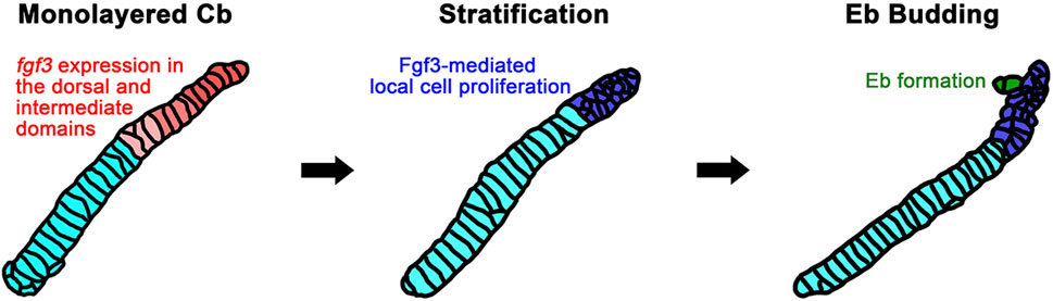 Diagram showing the stages of a cellular process. First,